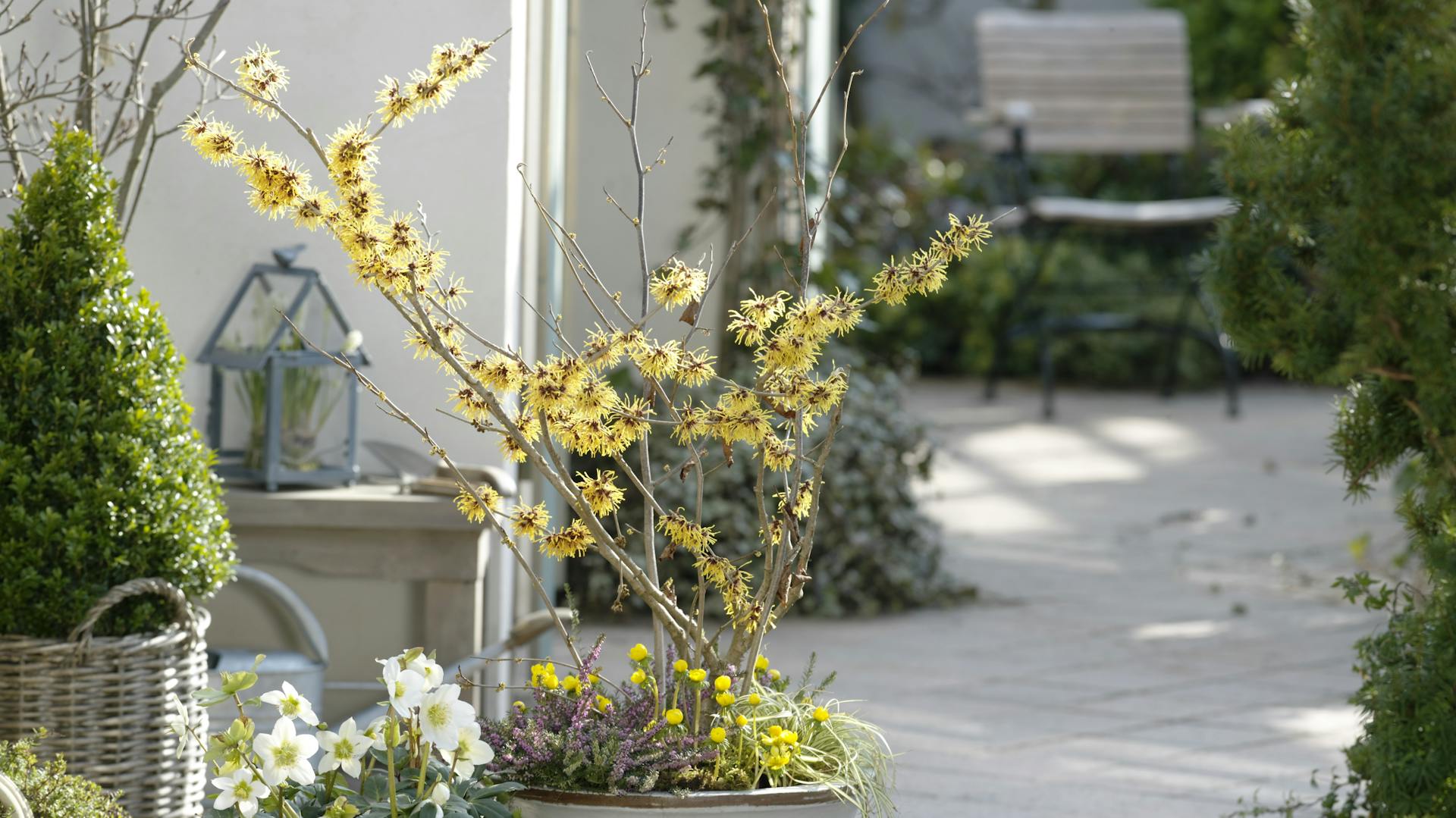 Hamamel v bielom kvetináči na terase.