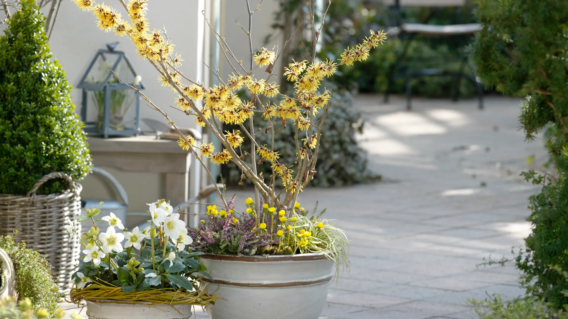 Un’amamelide si trova in un vaso bianco su una terrazza.