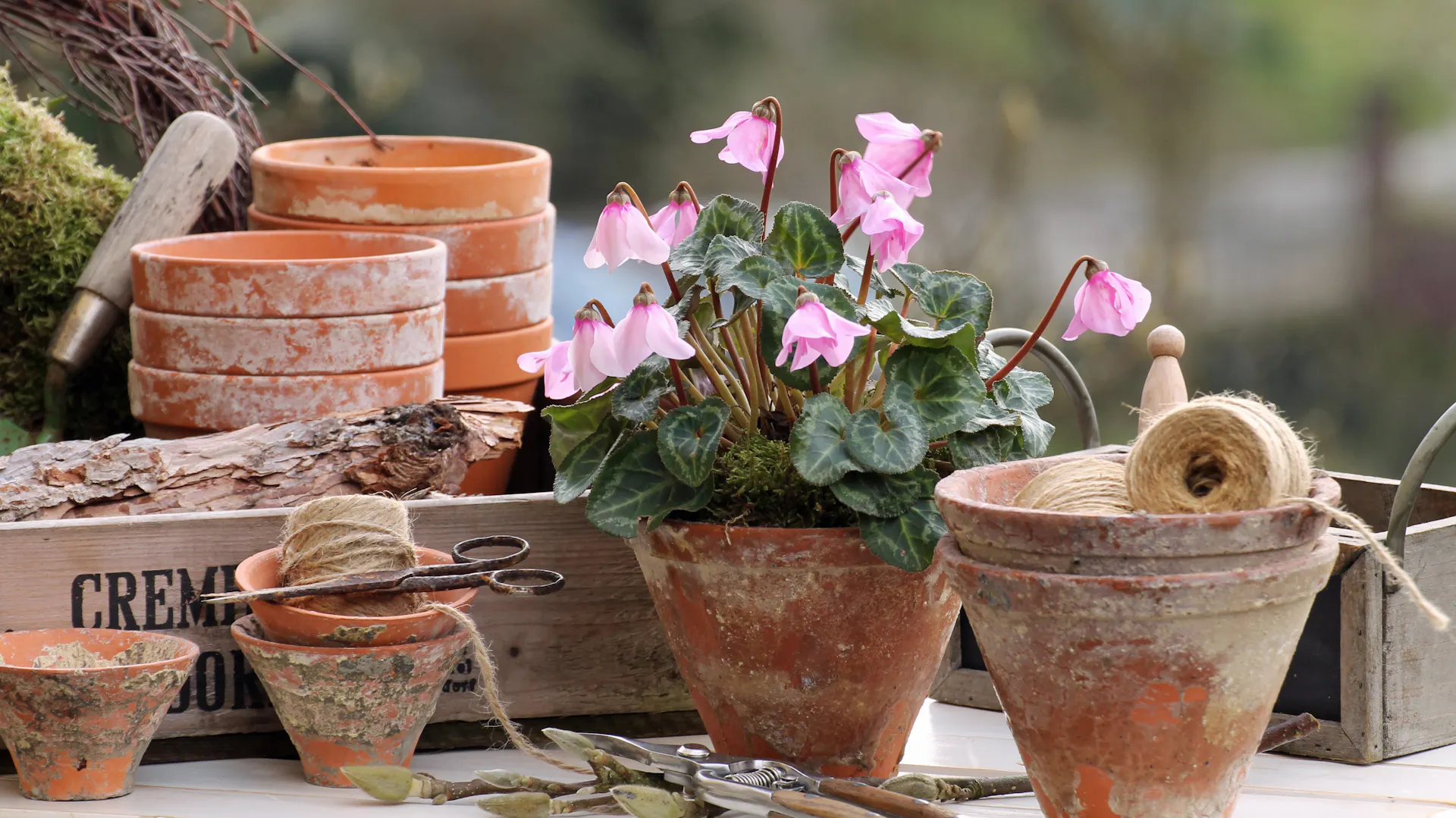 Diversi vasi in terracotta sono posti uno accanto all’altro.