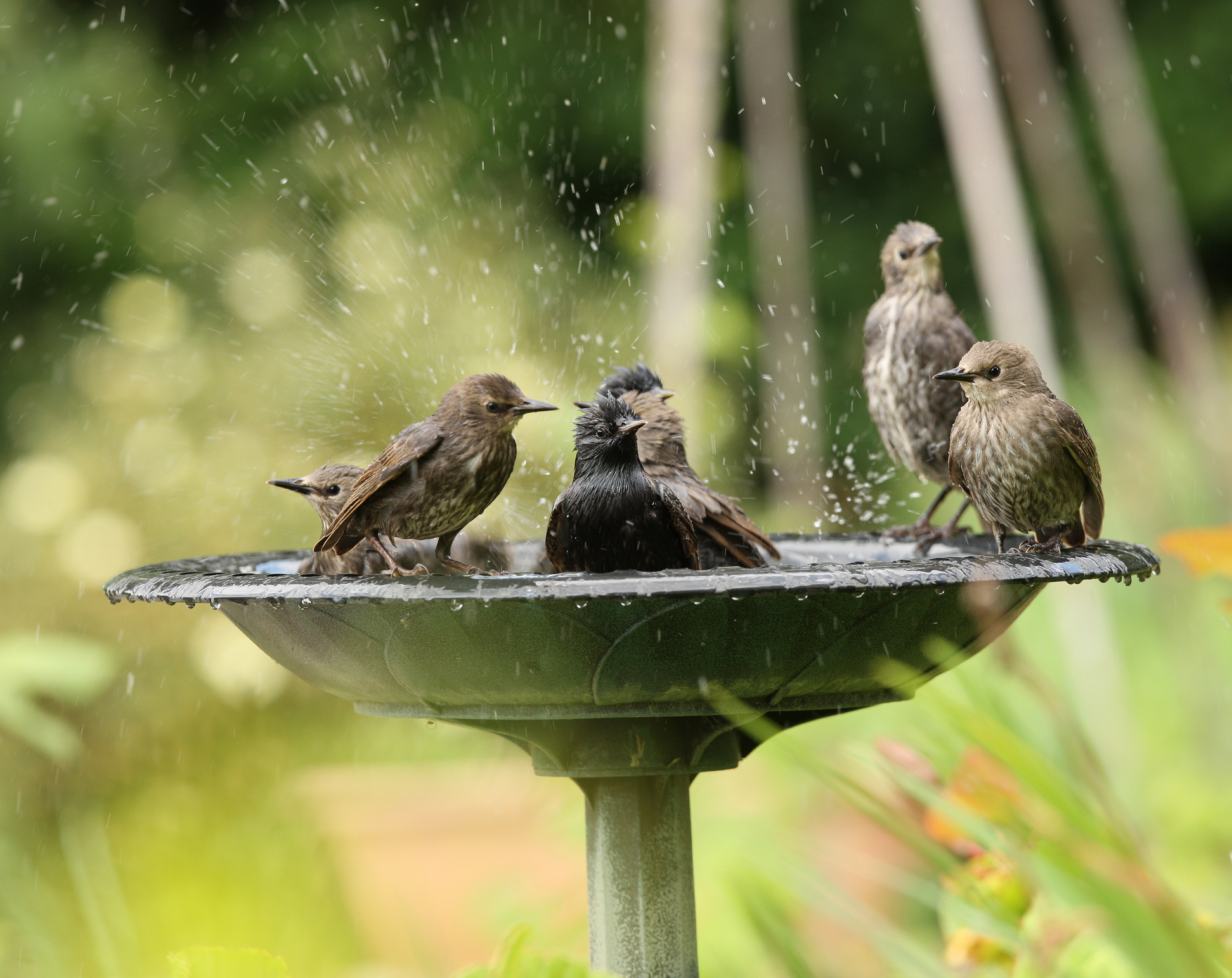 Uccelli canori fanno il bagno in un abbeveratoio per uccelli.