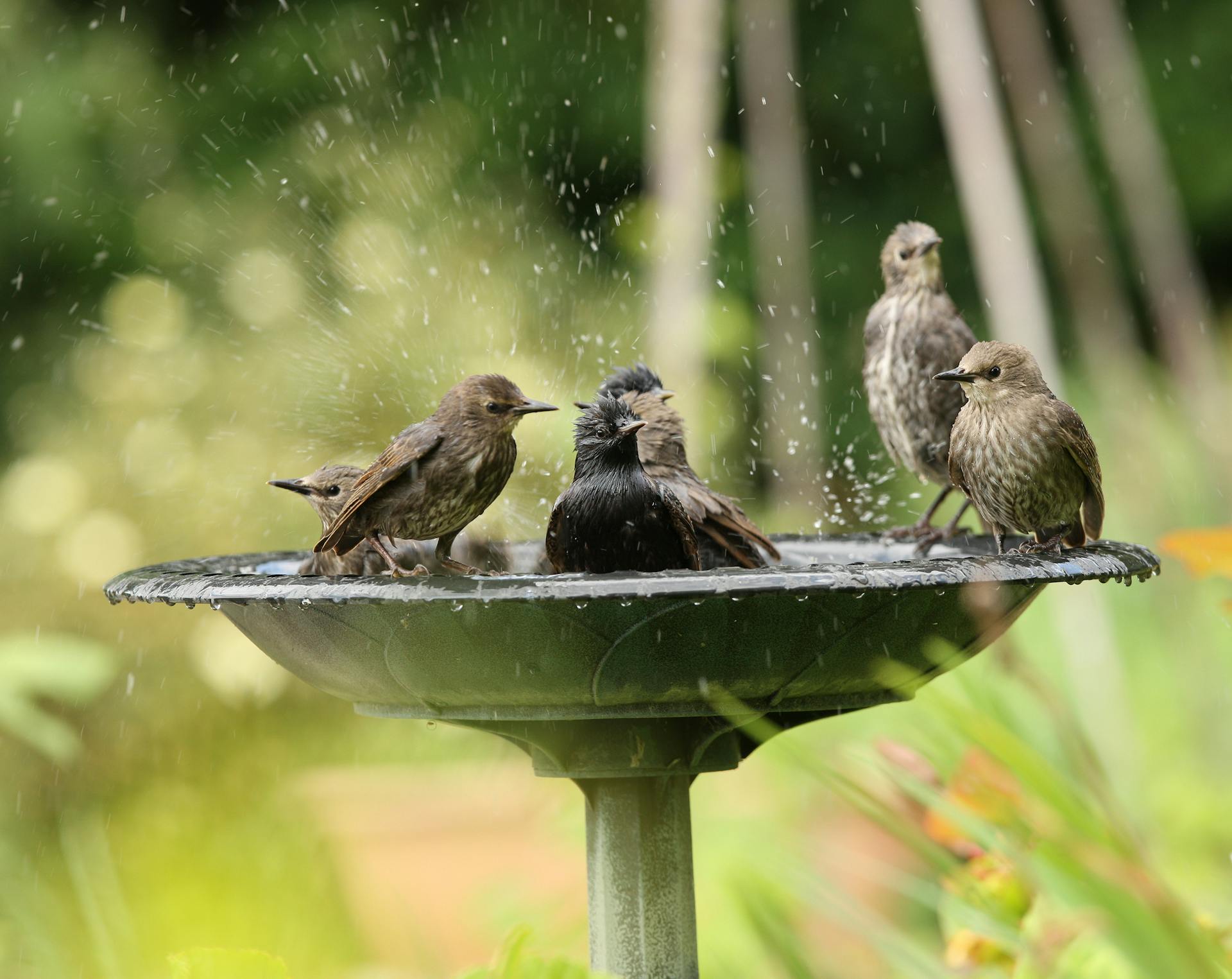 Uccelli canori fanno il bagno in un abbeveratoio per uccelli.