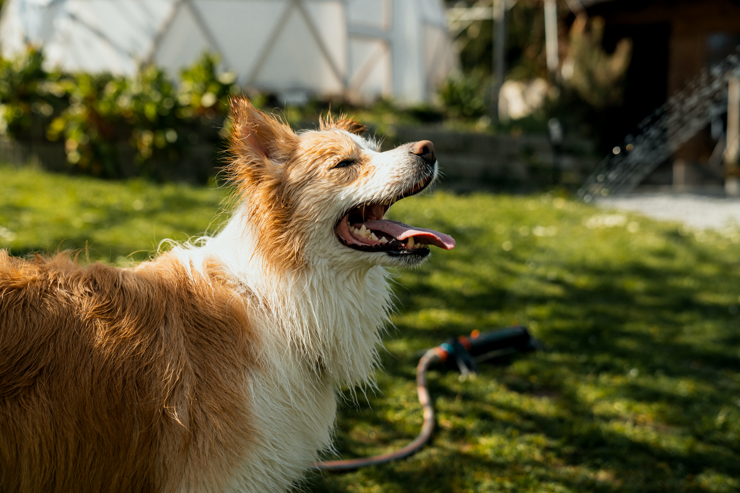 Cane bagnato in giardino sullo sfondo un irrigatore da prato