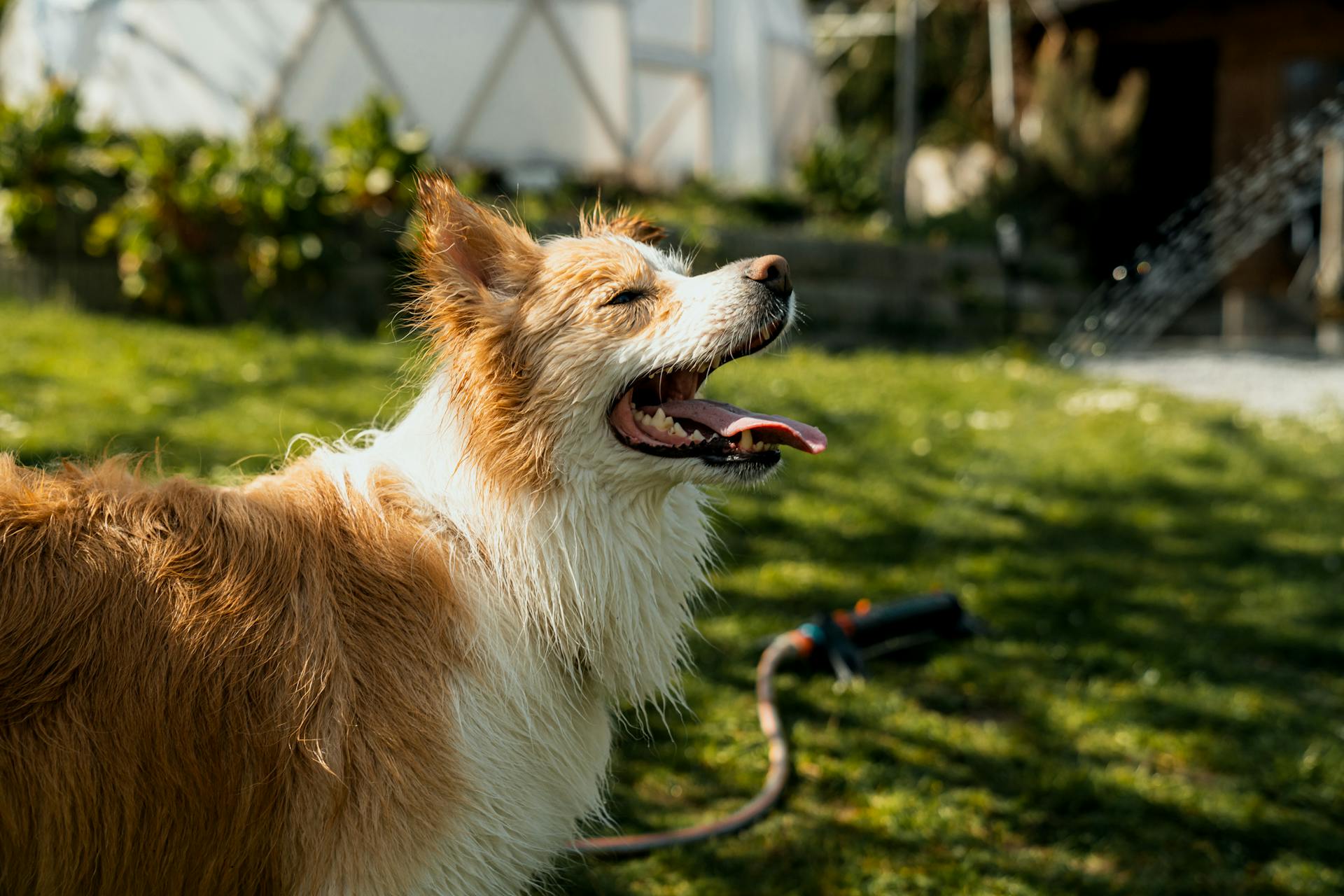 Cane bagnato in giardino sullo sfondo un irrigatore da prato