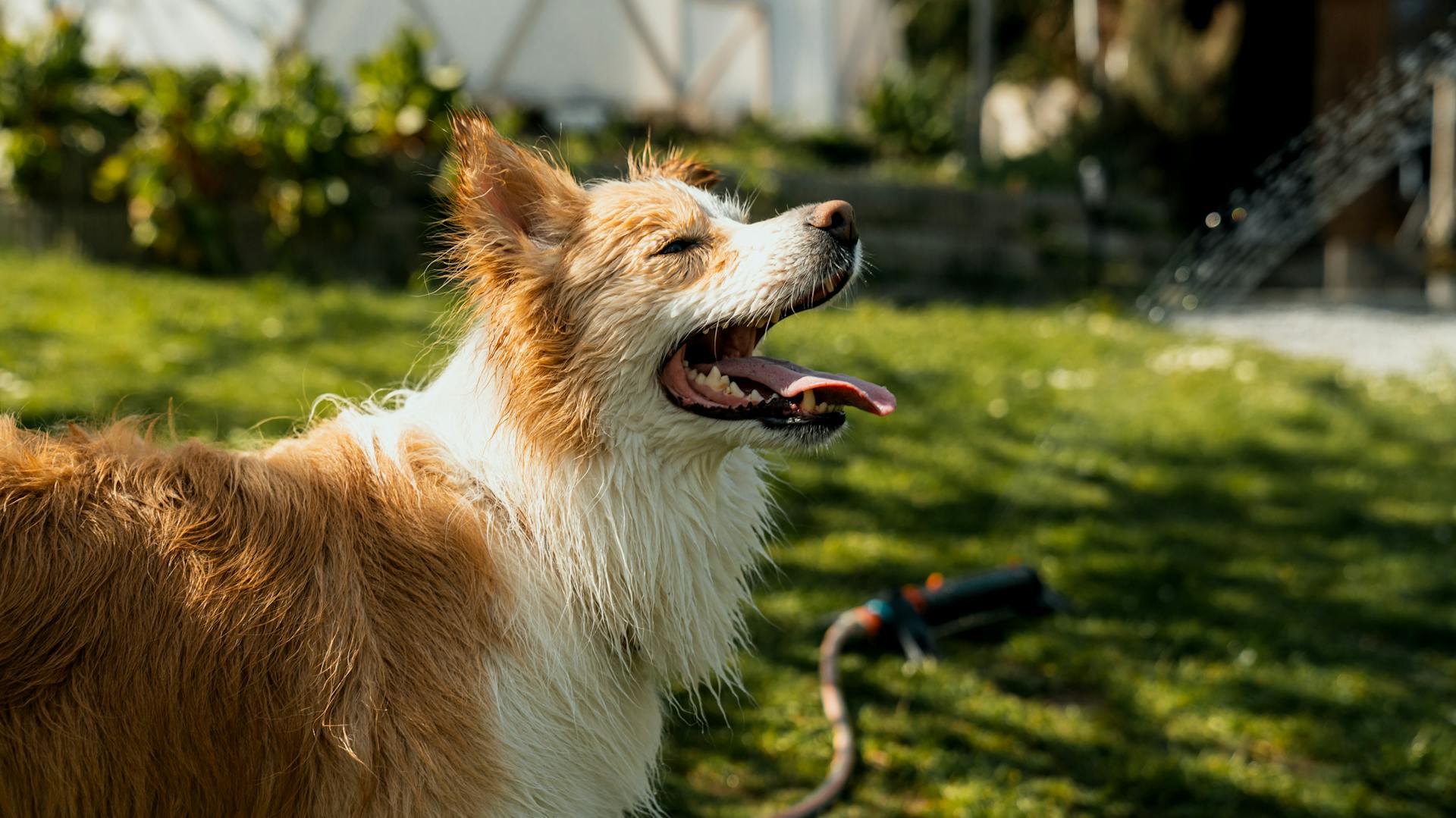 Nasser Hund im Garten im Hintergrund ein Rasensprenger