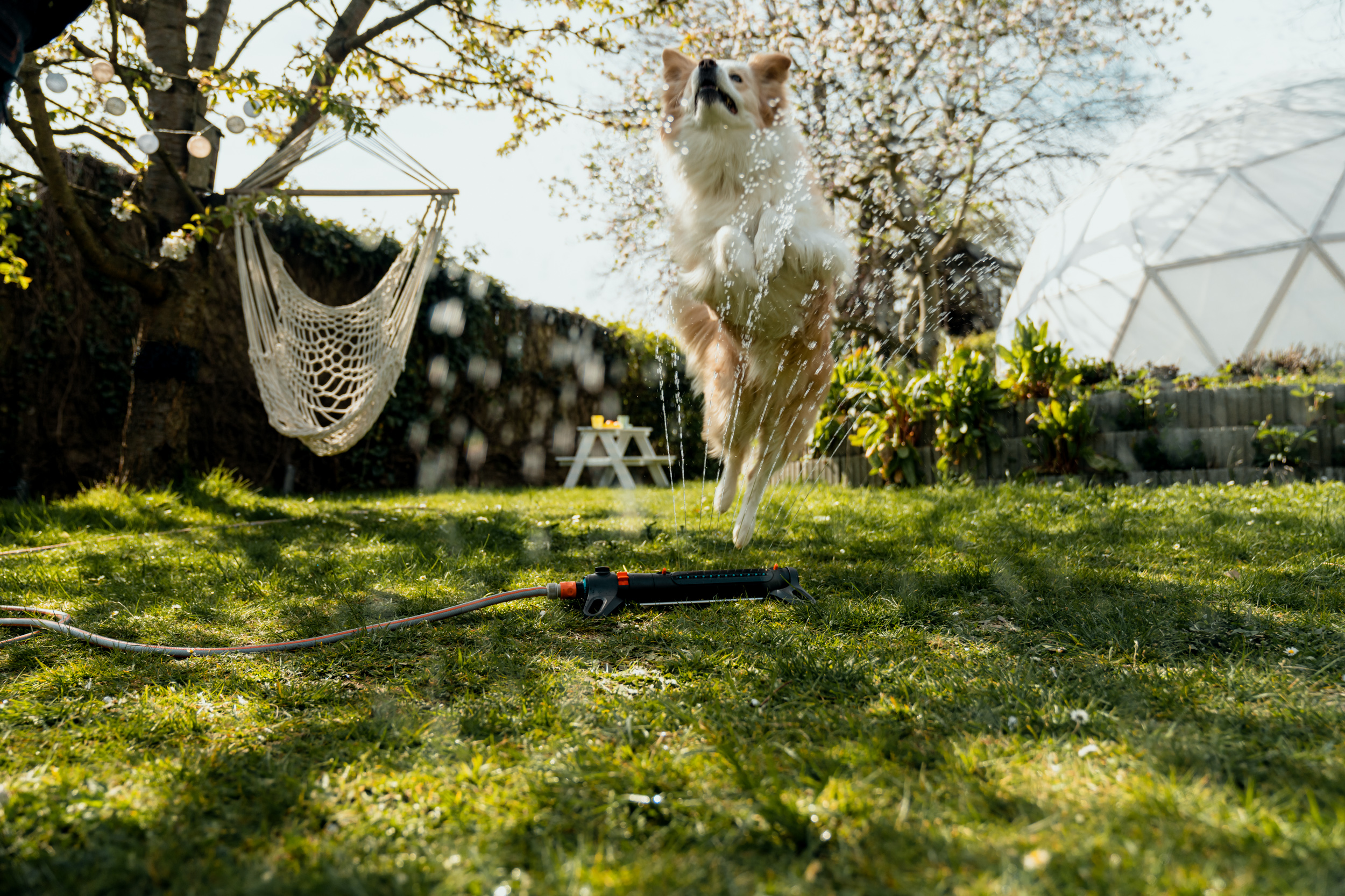Cane salta in giardino su un irrigatore da prato