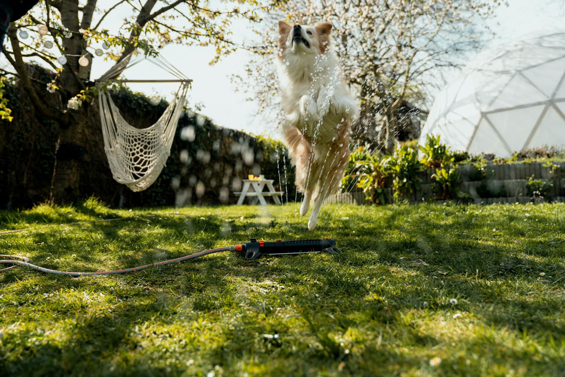 Cane salta in giardino su un irrigatore da prato
