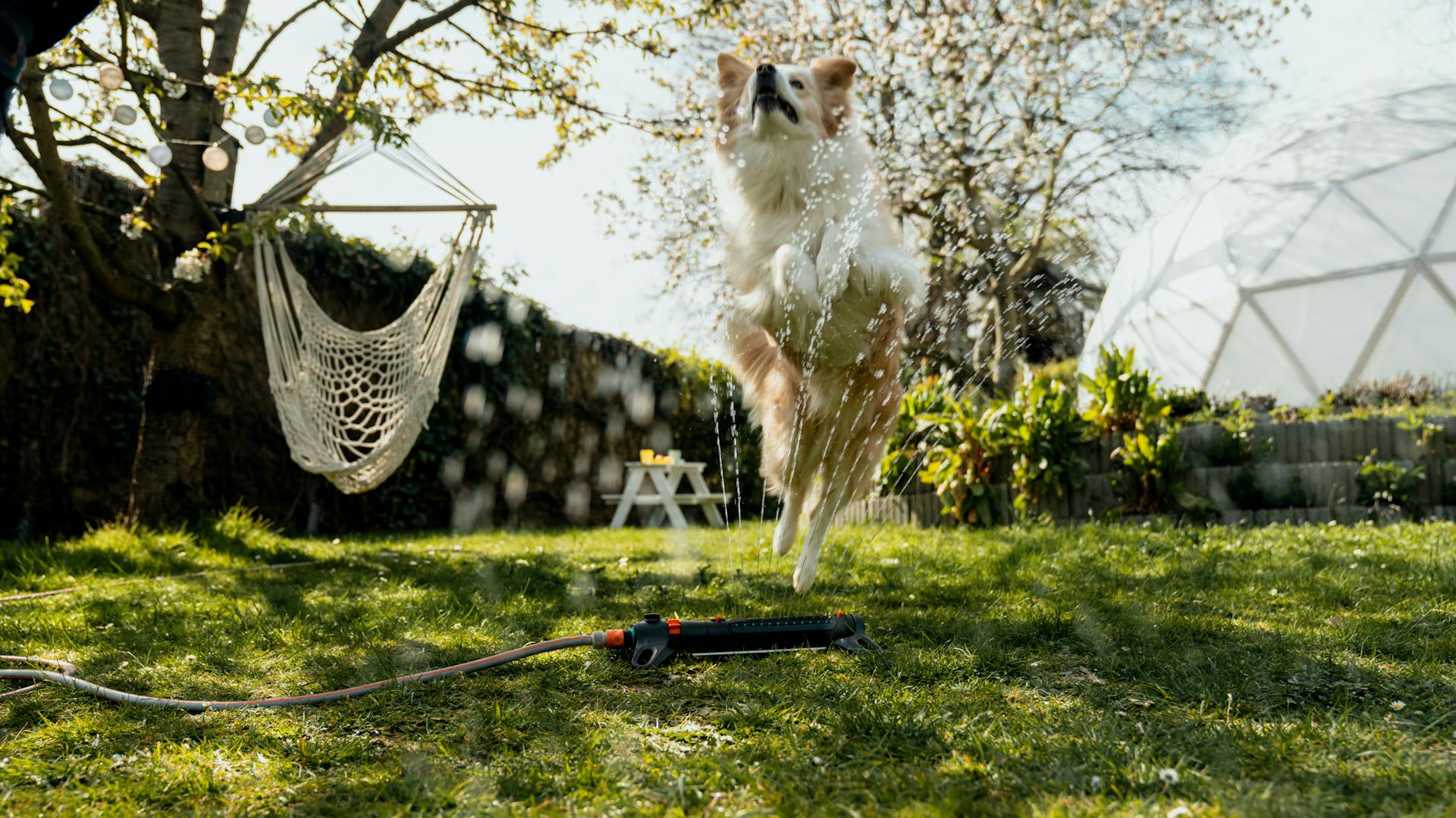Hund springt in einem Garten durch Rasensprenger