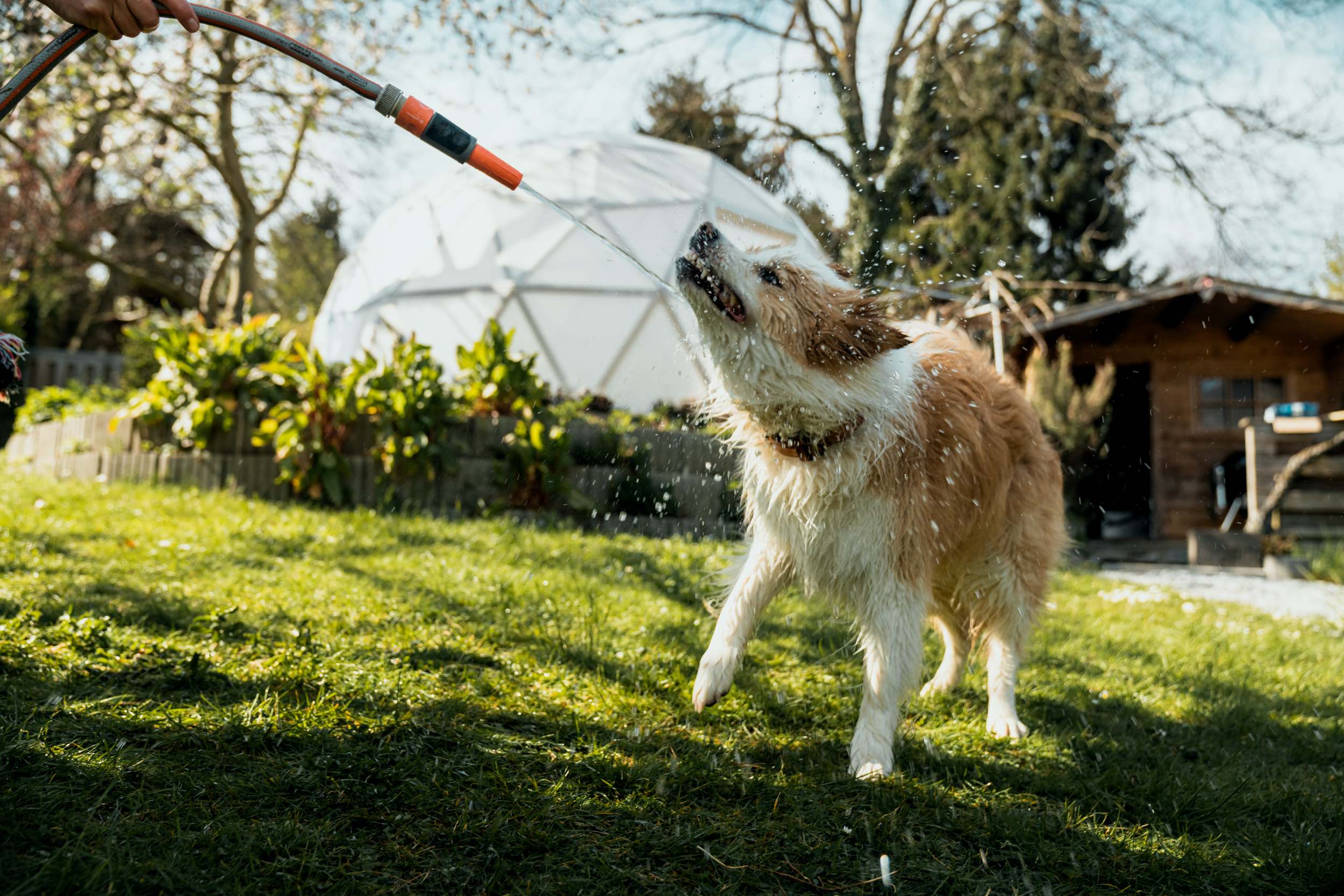 Cane beve in giardino da un tubo