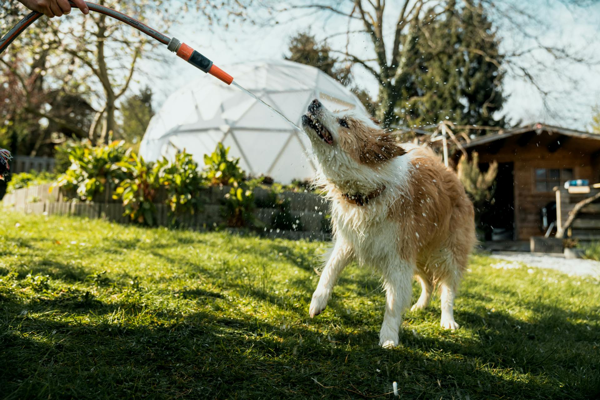 Cane beve in giardino da un tubo