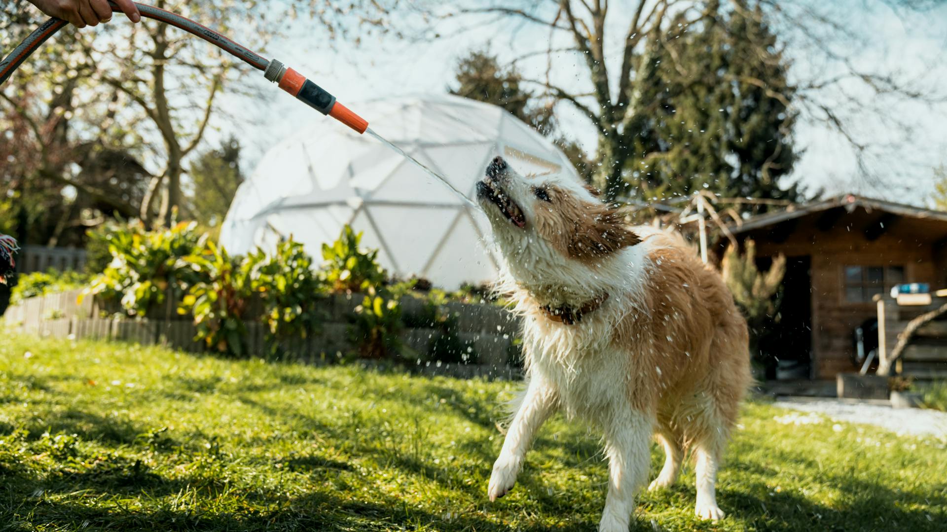Hund trinkt im Garten aus Gartenschlauch