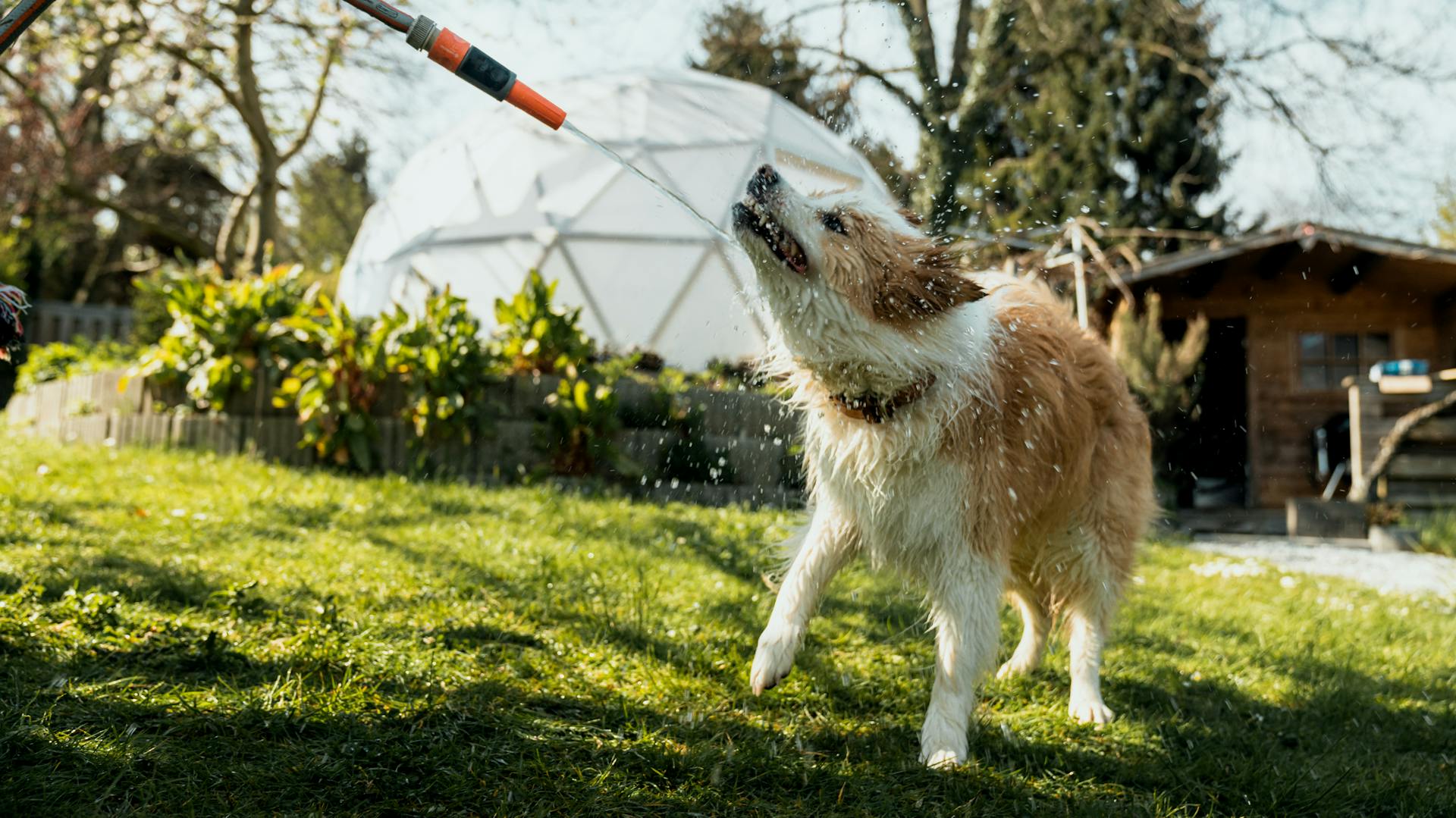 Hund wird mit Gartenschlauch abgespritzt