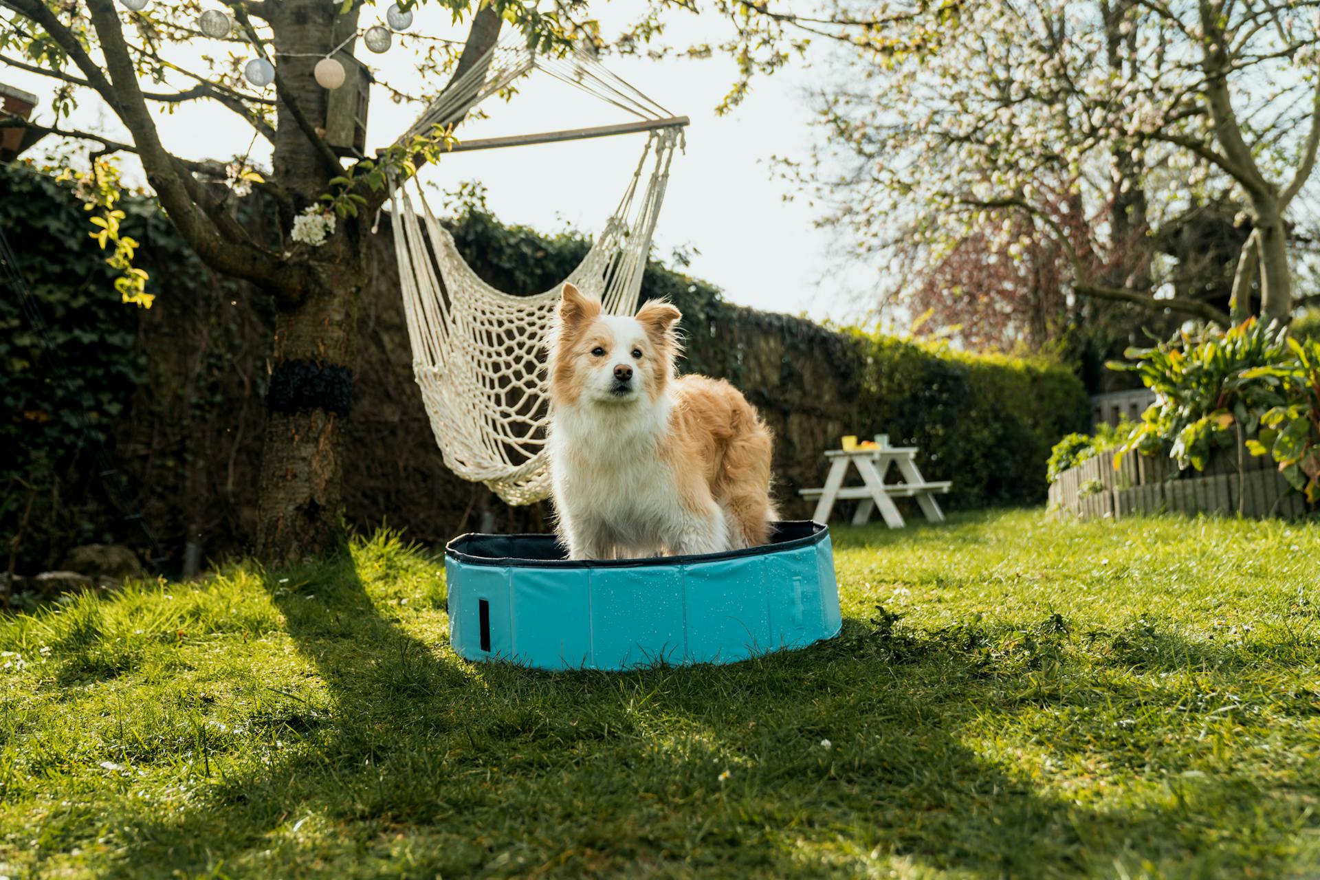 Cane in una piscina per cani in giardino