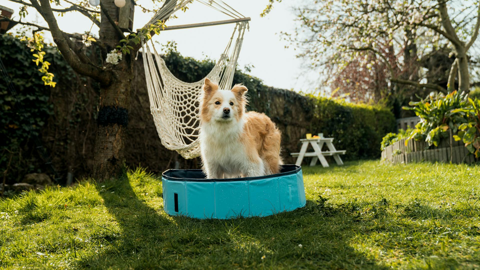 Hund steht im Garten in einem Hundepool