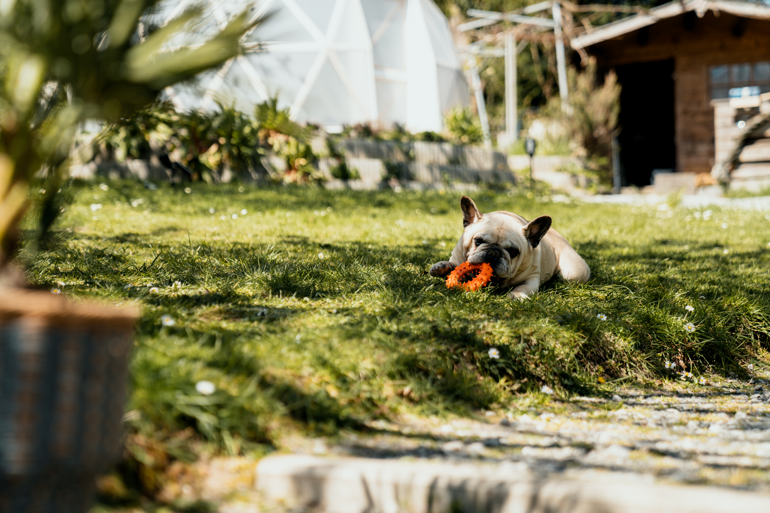 Cane sdraiato in giardino all’ombra in una giornata estiva