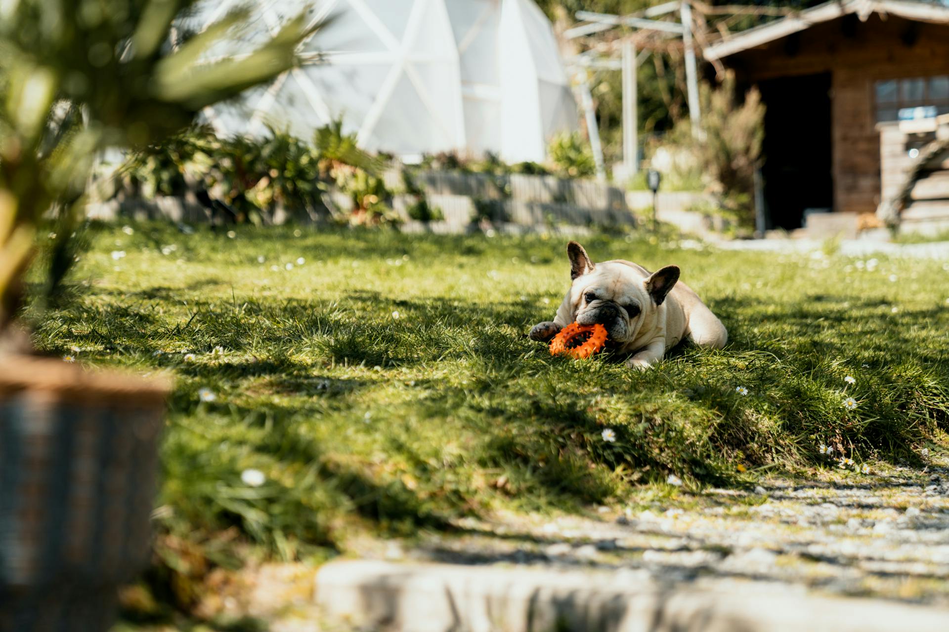 Cane sdraiato in giardino all’ombra in una giornata estiva