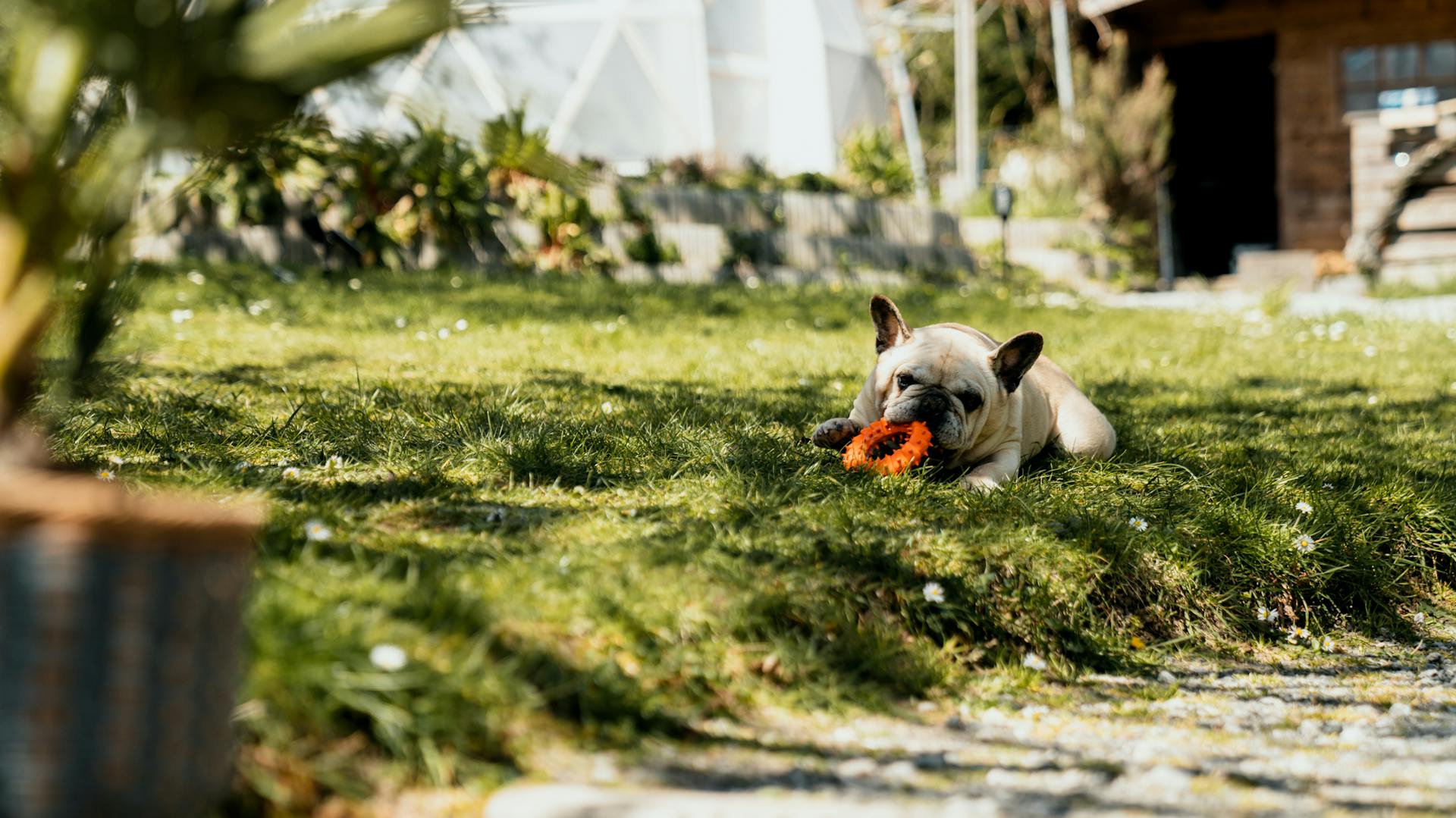 Hund liegt im Garten im Schatten an einem Sommertag