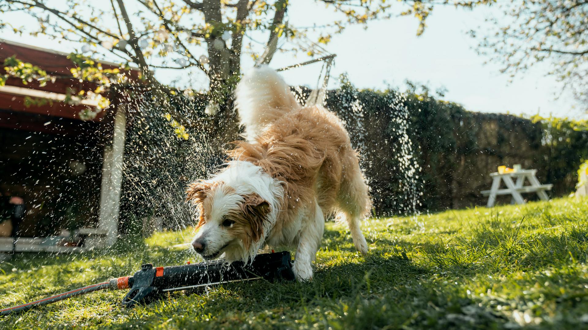 Haustiere abkühlen im Garten