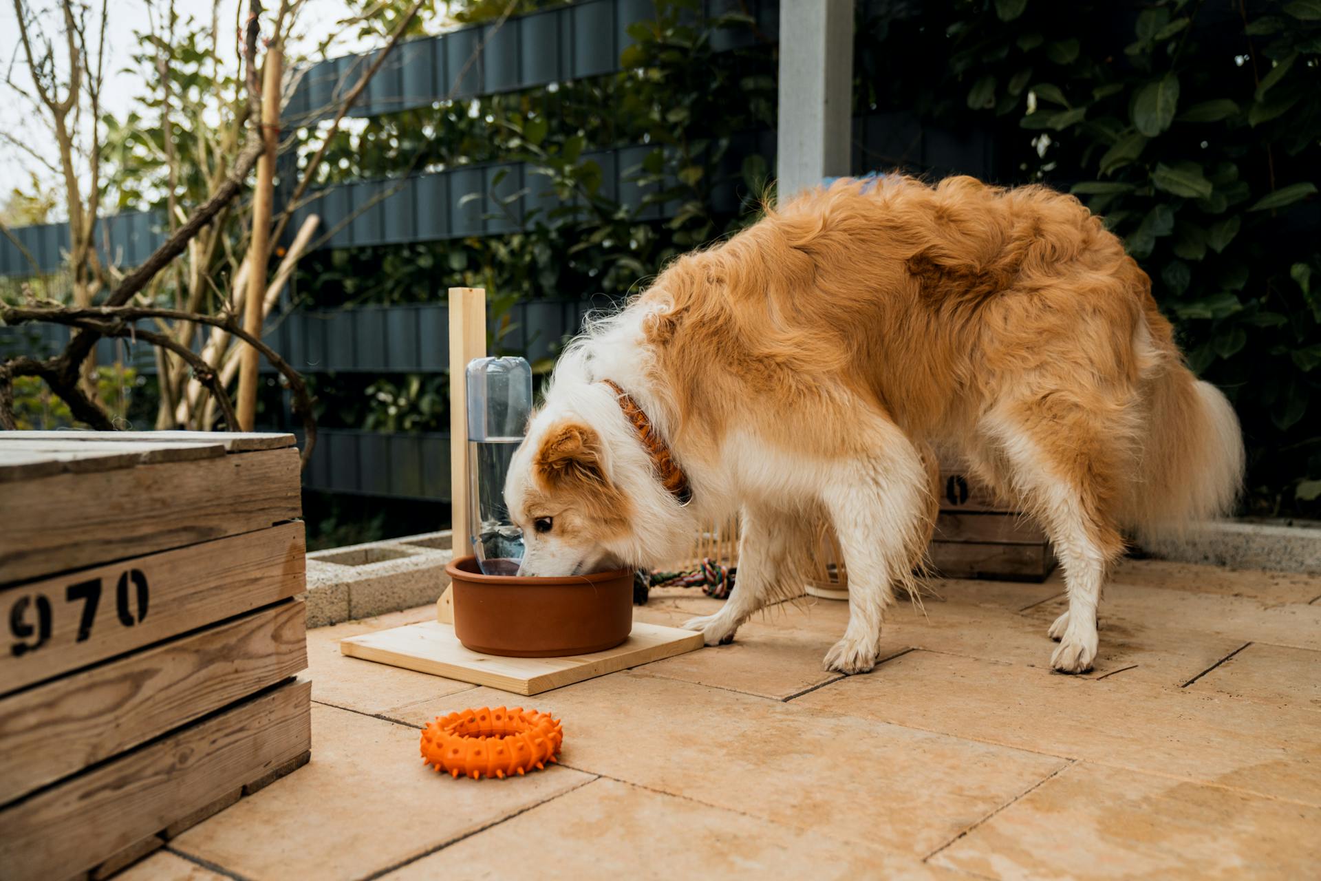 Cane beve da una ciotola in estate