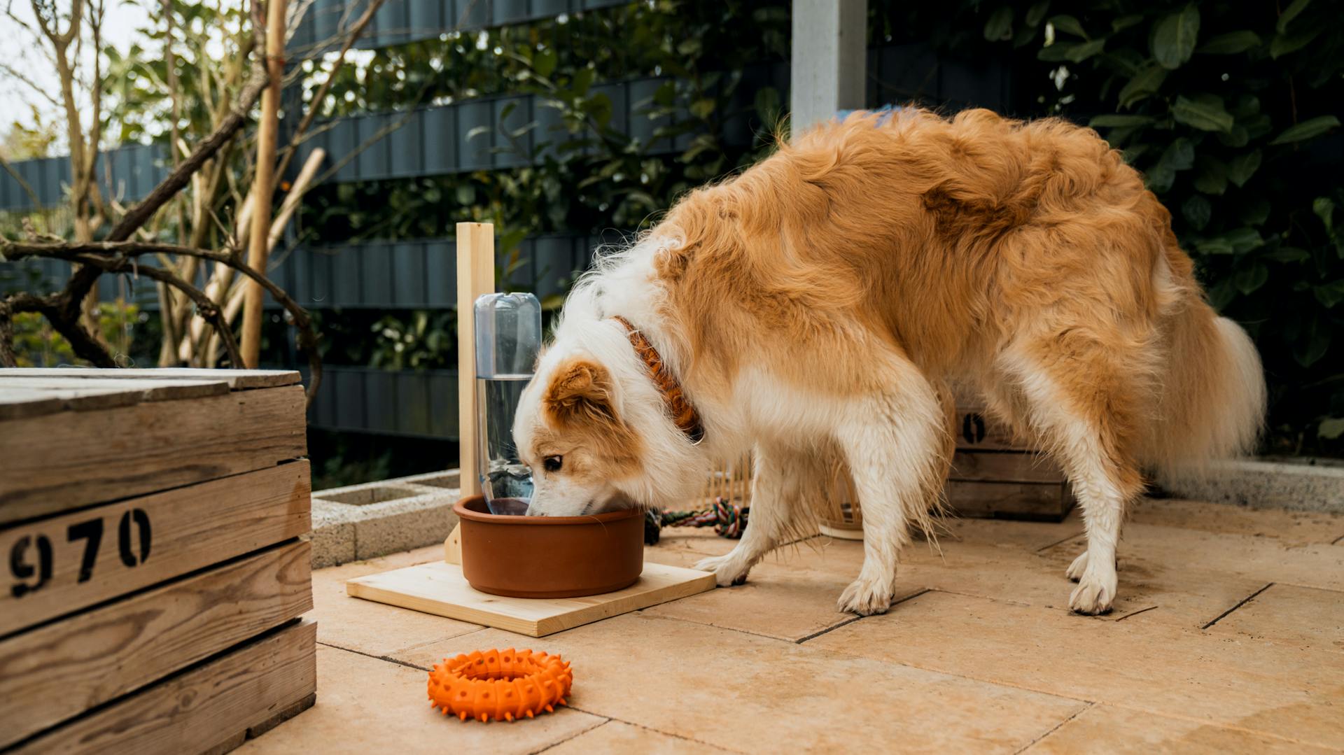 Hund trinkt aus einem Napf im Sommer