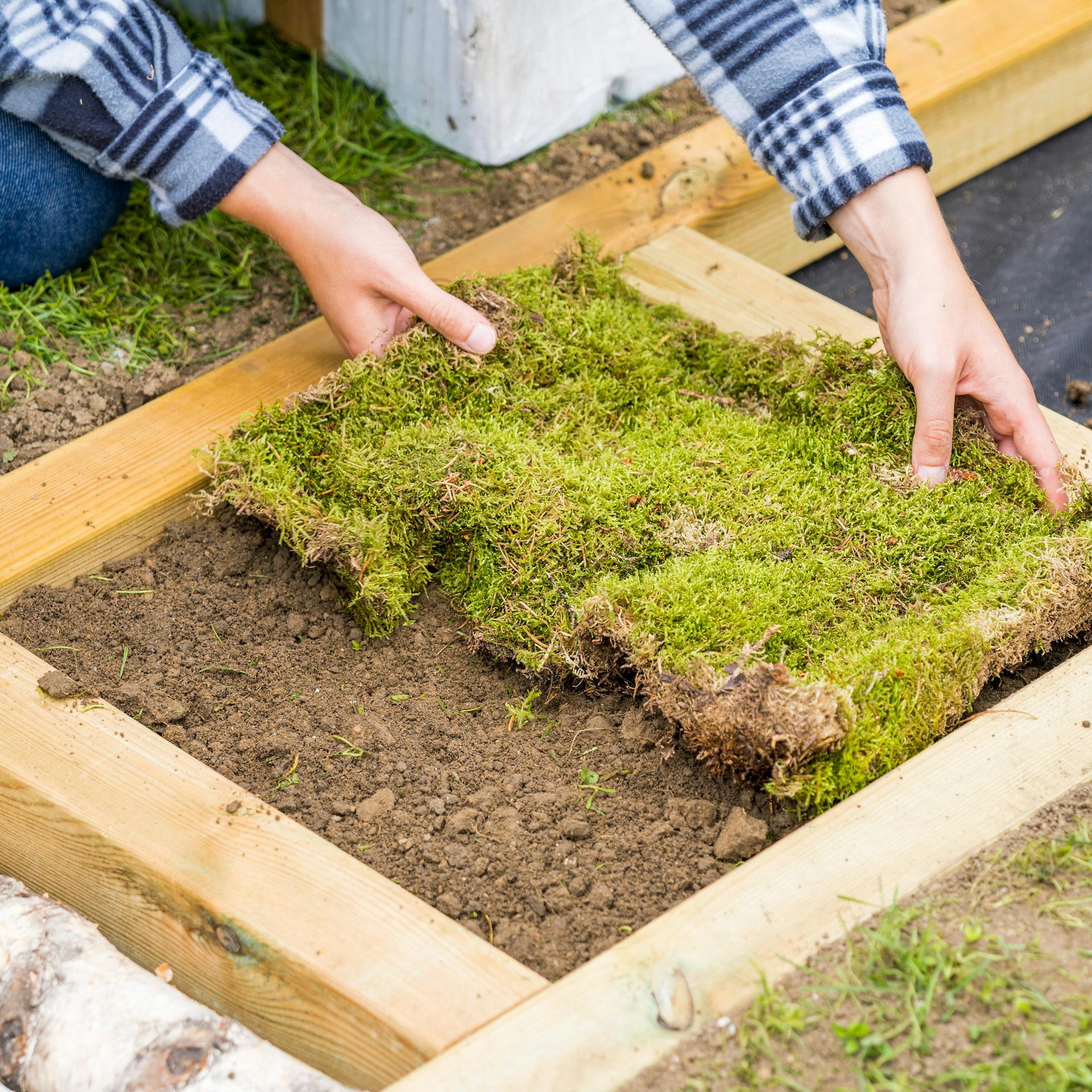 Moos wird in Barfußpfad gelegt