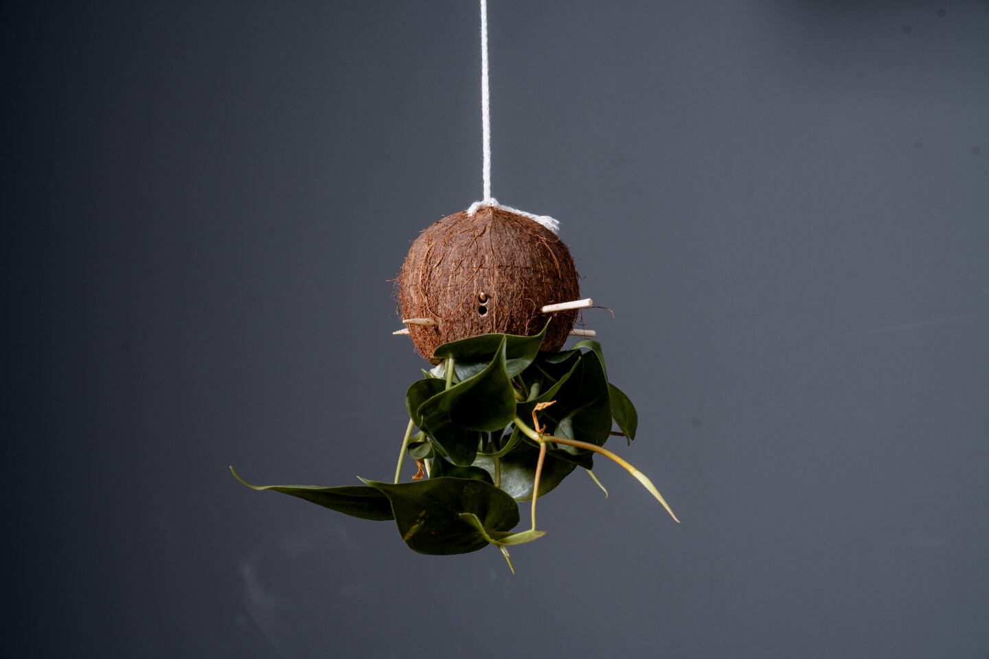 Welche Blumenerde für Zimmerpflanzen Ratgeber & Tipps OBI