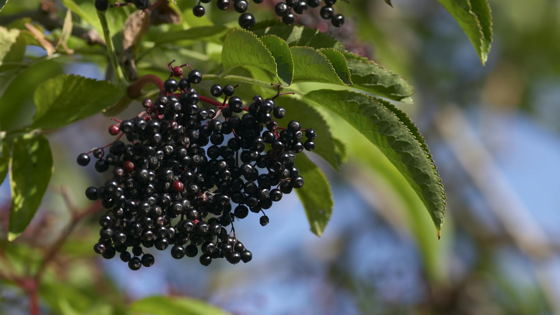 Reife Holunderbeeren hängen am Strauch.