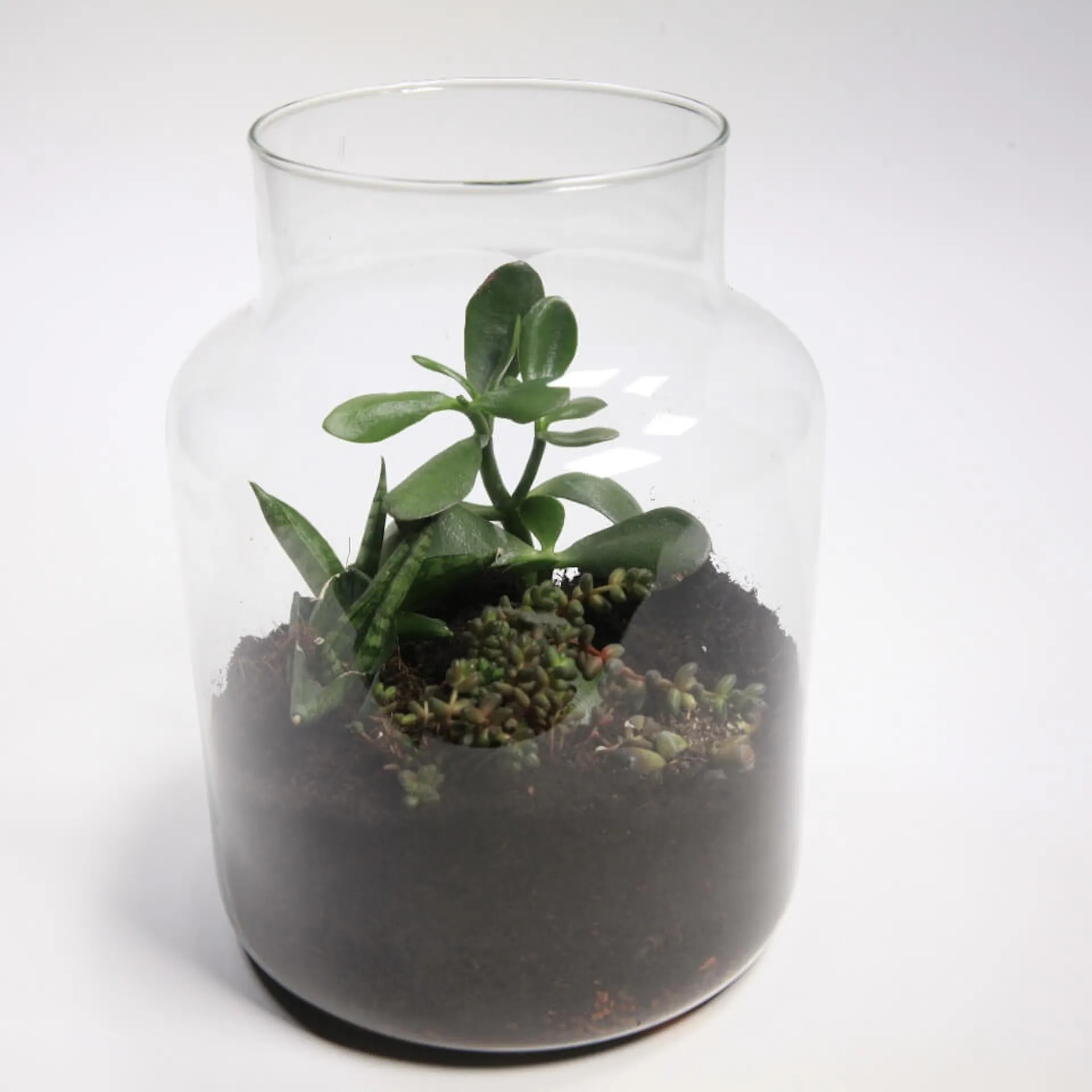 Rastlina bola zasadená do pôdy v skle.