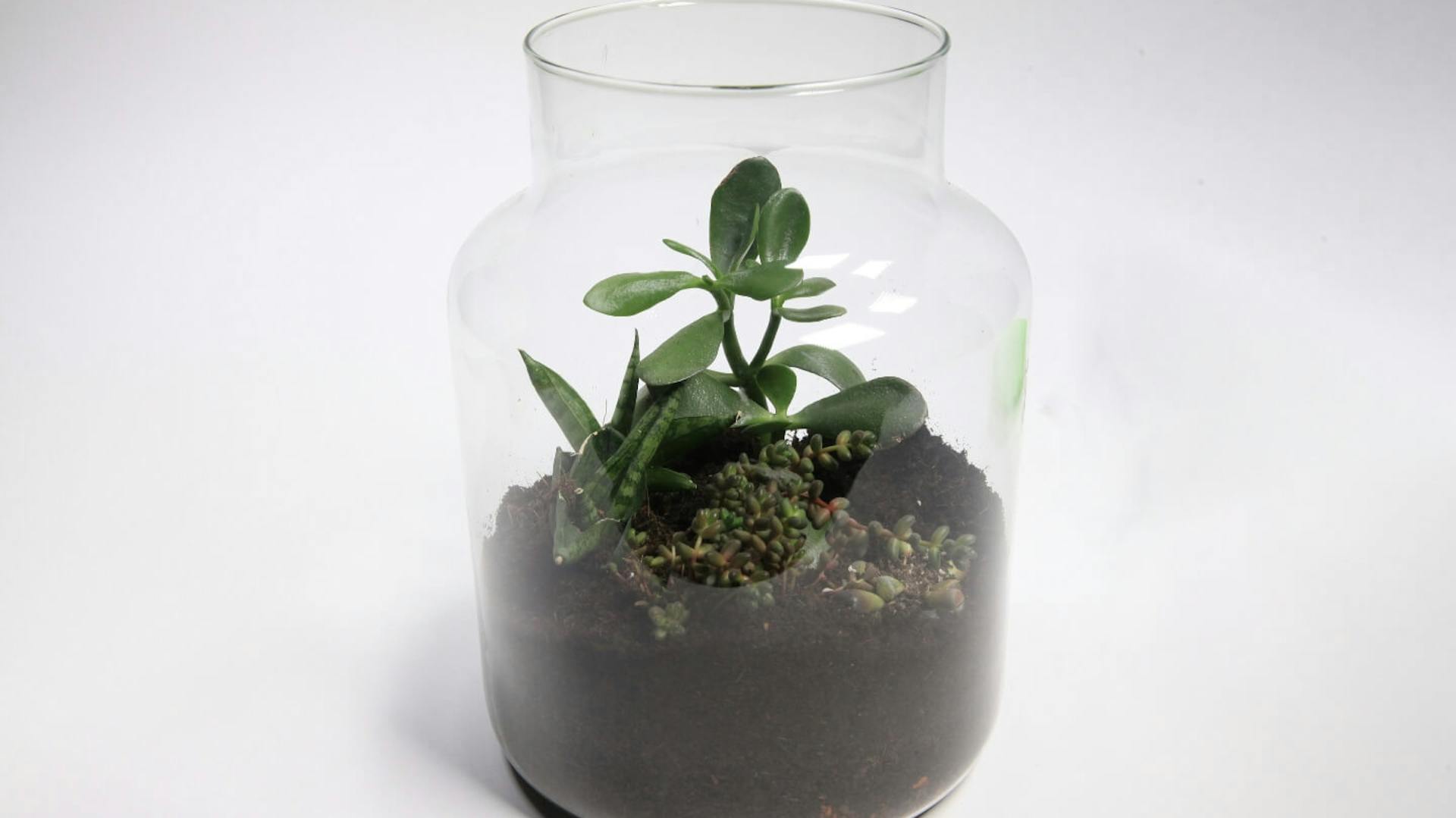 Eine Grünpflanze wächst in einem Glasgefäß, das mit Erde gefüllt ist.