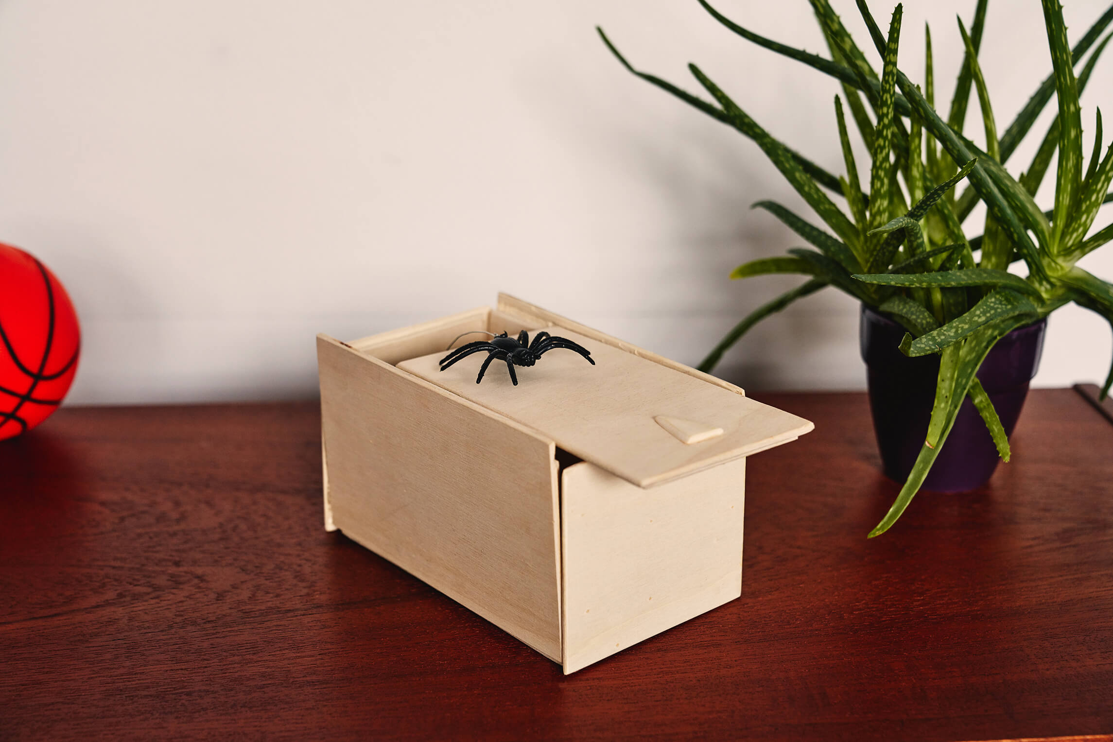 Eine Spinnenbox auf einem Holzboard, daneben eine Grünpflanze und ein Ball.
