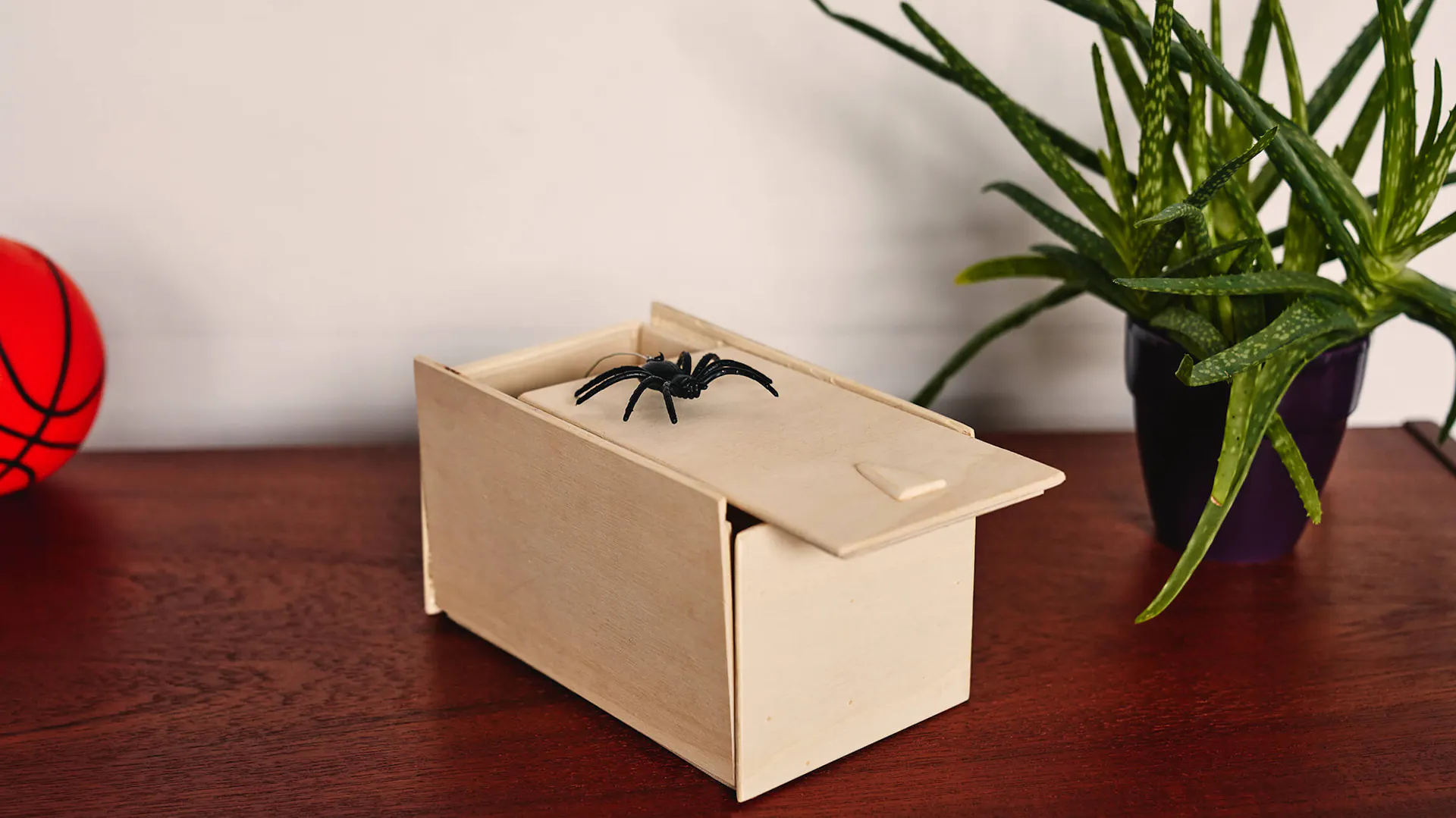 Eine Spinnenbox auf einem Holzboard, daneben eine Grünpflanze und ein Ball.
