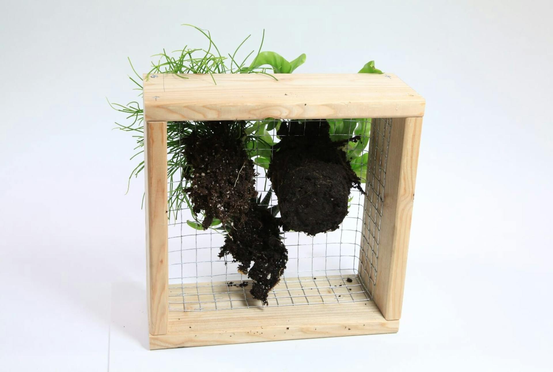 Egy dróttal feszített fakeret hátoldala látható, amelybe három növény van beültetve.