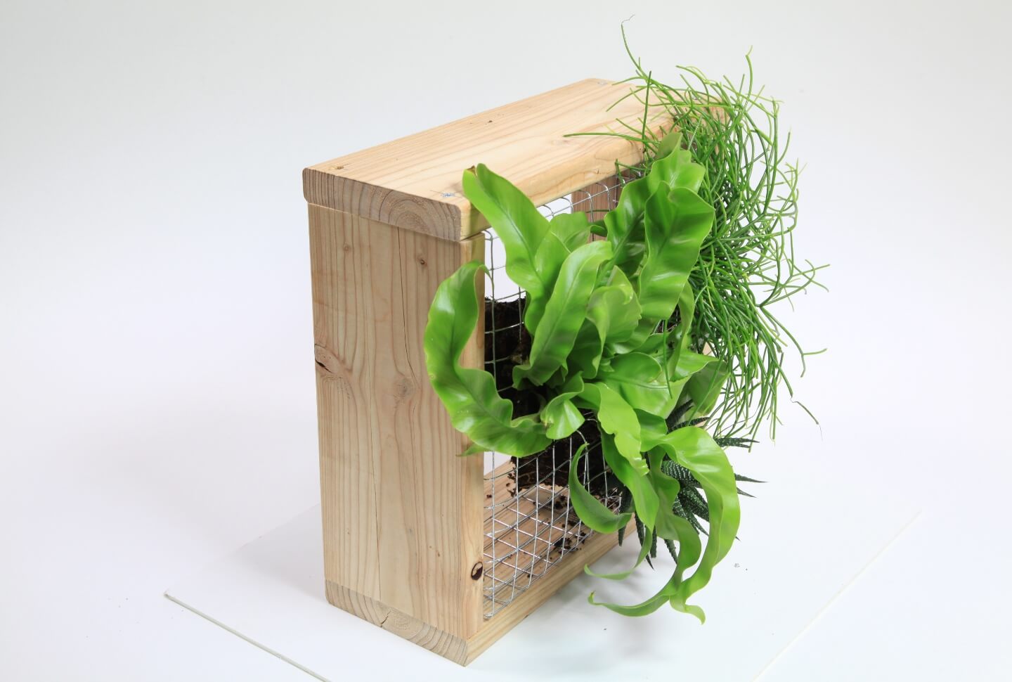 Egy dróttal feszített fakeret látható oldalról, amelybe három növény van beültetve.