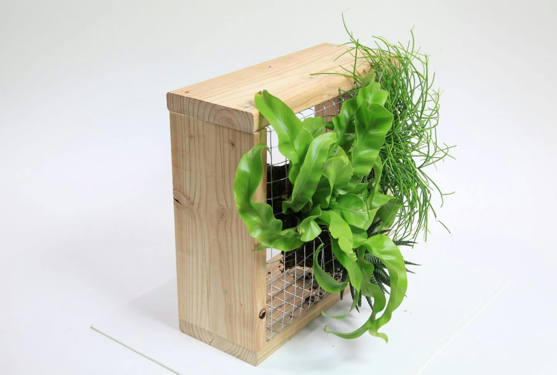 Egy dróttal feszített fakeret látható oldalról, amelybe három növény van beültetve.