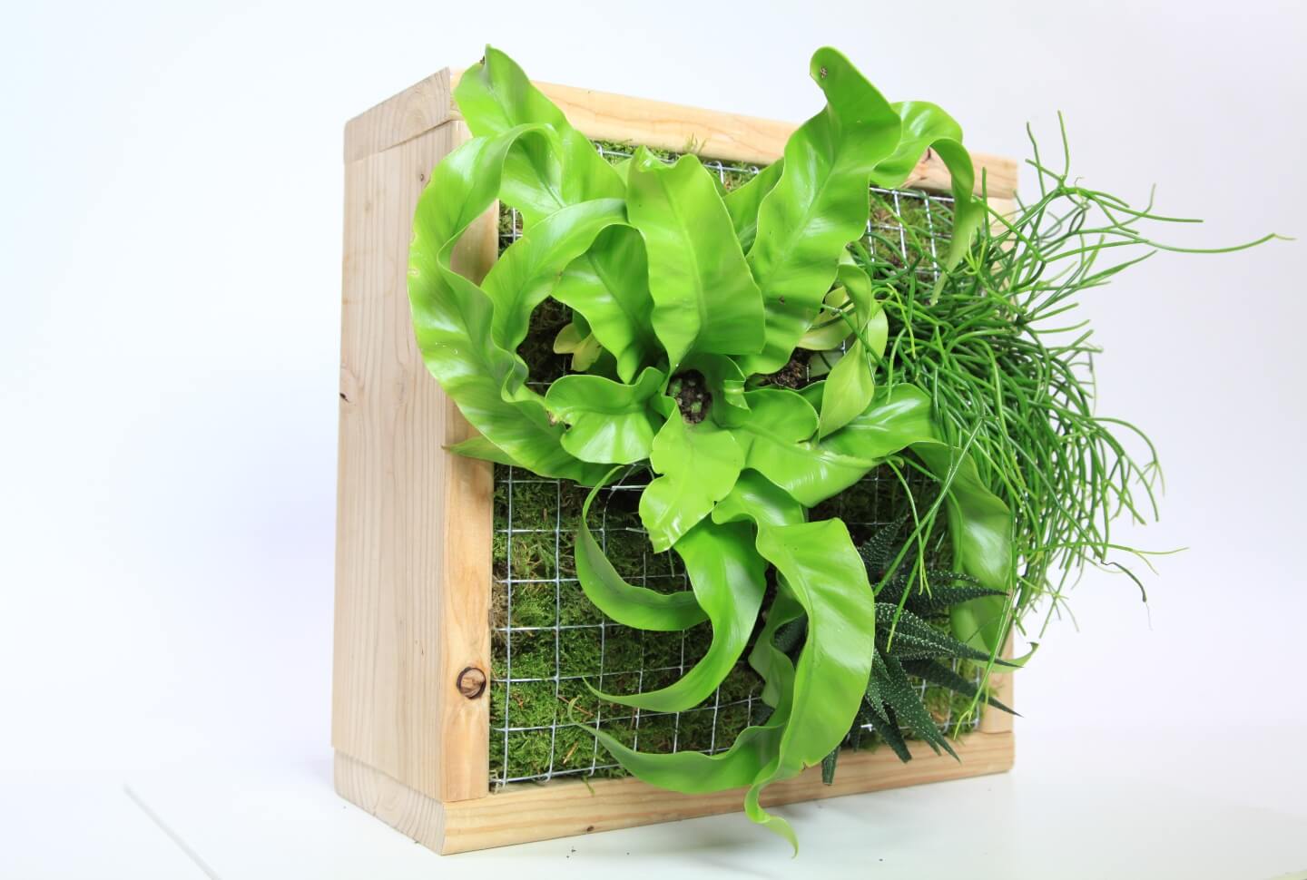 Egy dróttal feszített fakeret látható, amelybe három növény és moha van ültetve.