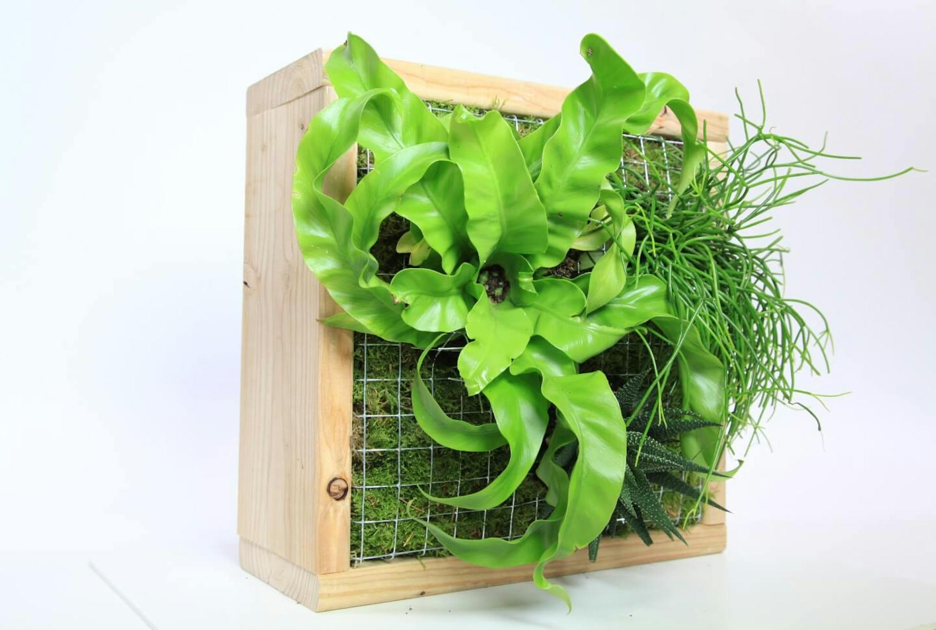 Egy dróttal feszített fakeret látható, amelybe három növény és moha van ültetve.