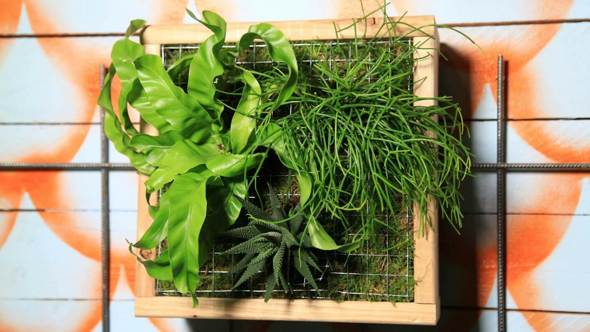 Es ist ein Holzrahmen zu sehen, welcher an einer orange gemusterten Wand befestigt ist. Der Rahmen ist mit verschiedenen grünen Pflanzen und Moos bepflanzt.