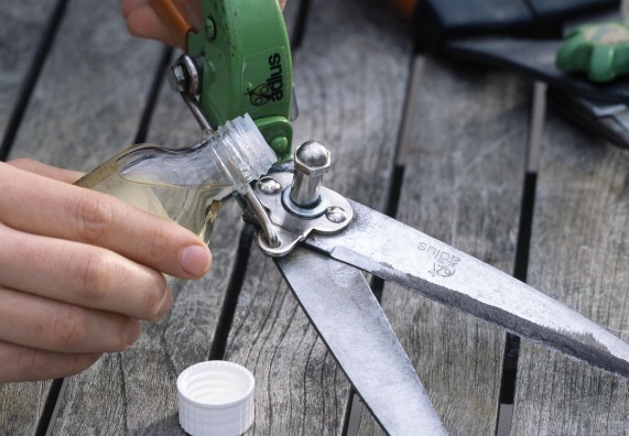 Jemand ölt eine Heckenschere.