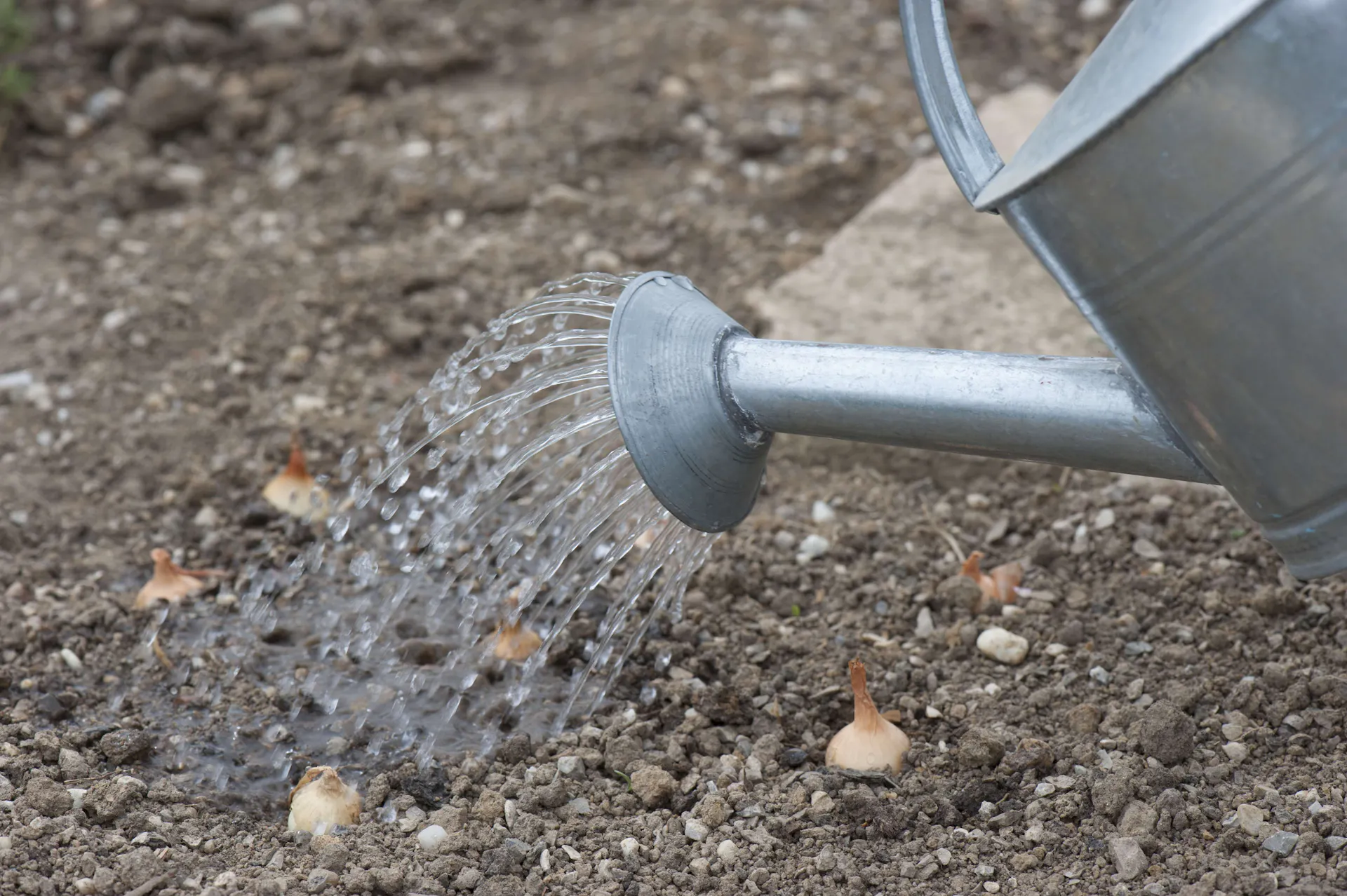 Giesskanne mit Wasser