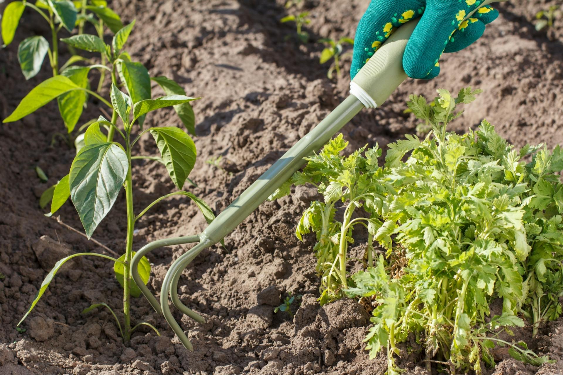 Egy személy virágkarommal az ágyásban gereblyéz.