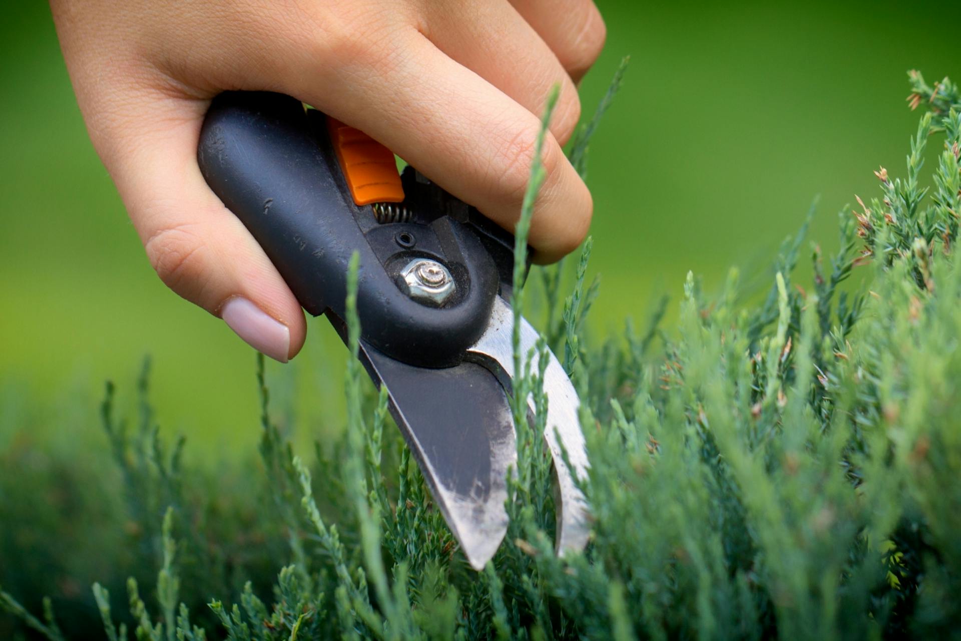 Egy személy egy kis metszőollóval vágja le a sövény csúcsait.