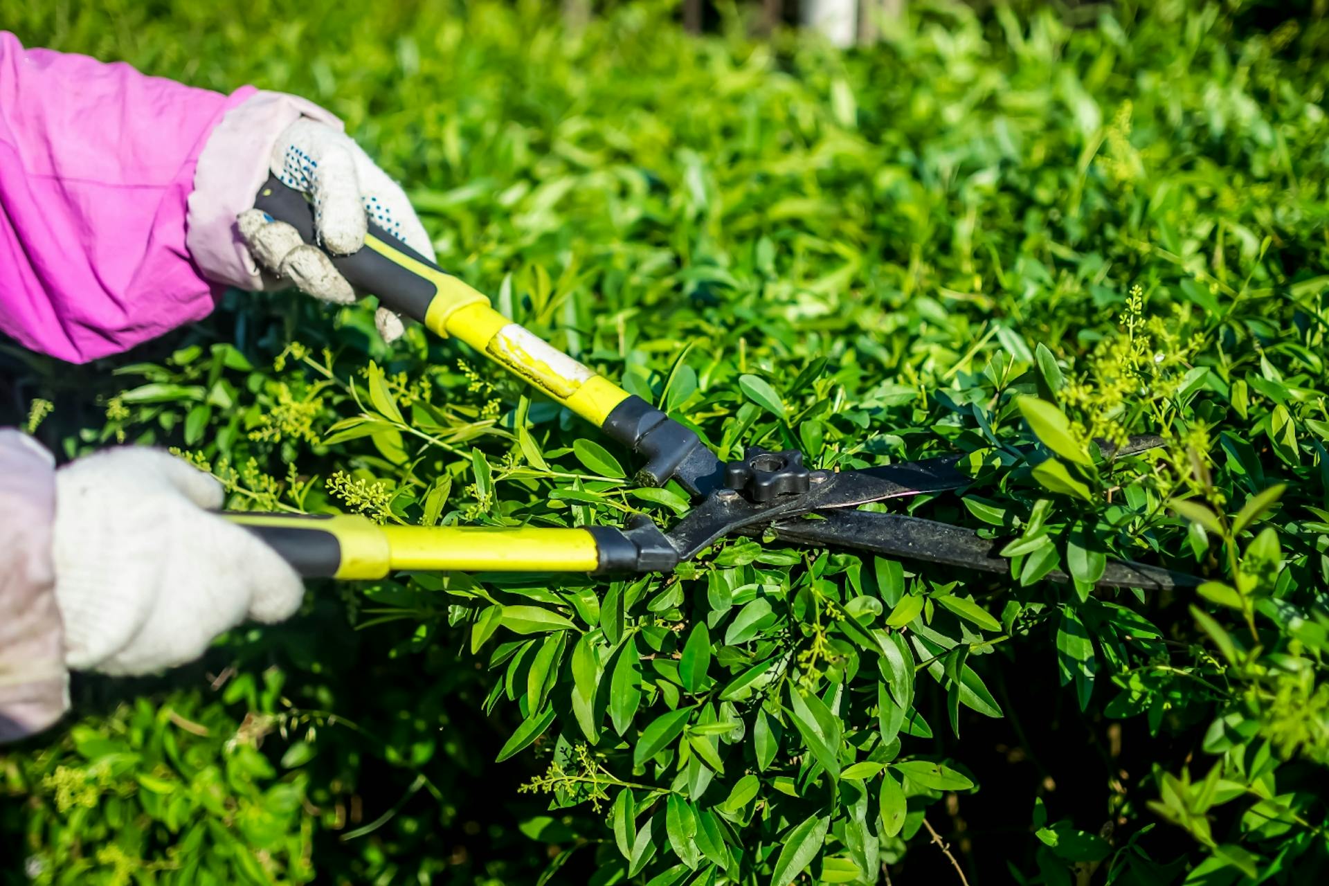 Egy személy nagy sövénynyíró ollóval metszi a sövényt.