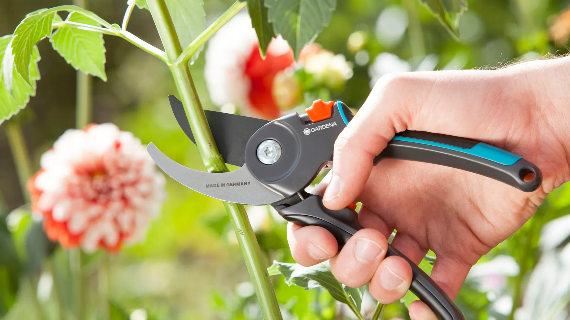 Ruční stříhání stonků rostlin zahradnickými nůžkami.