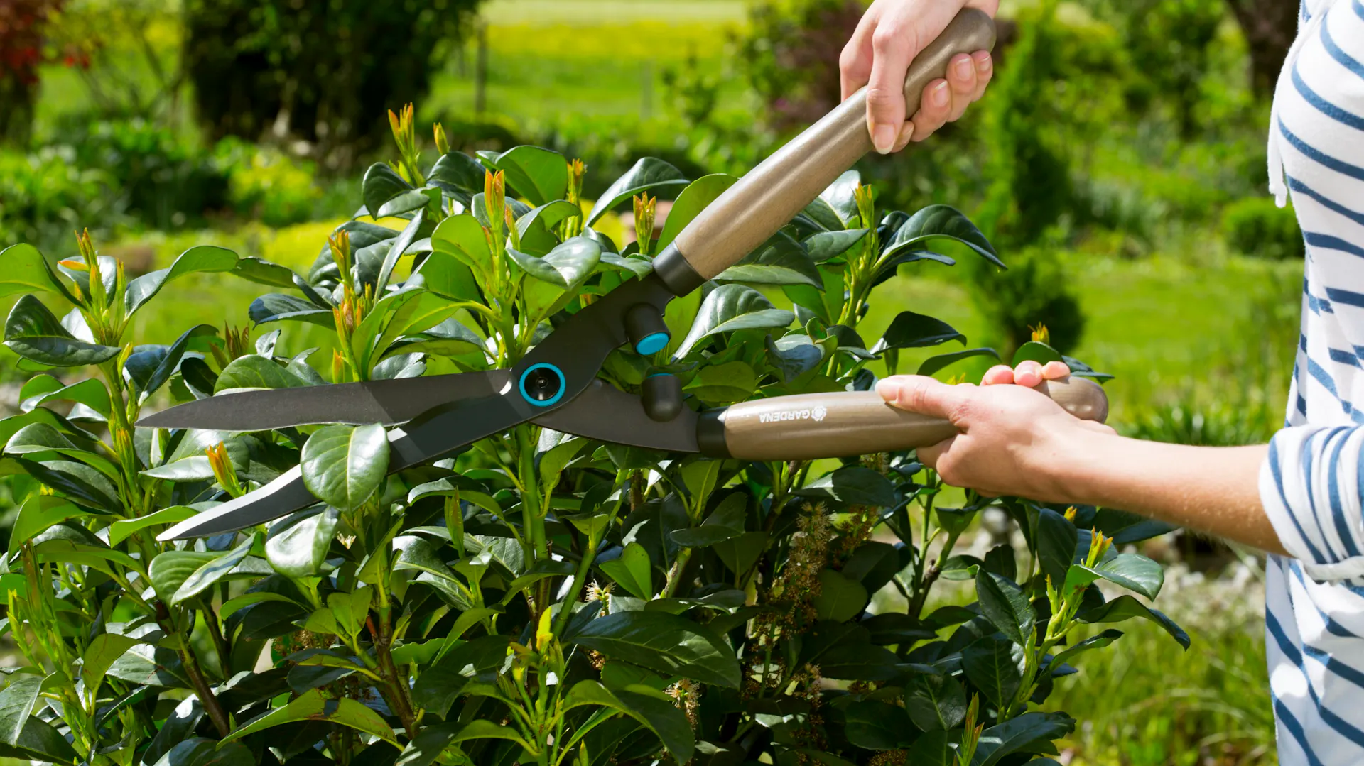 Stříhání živého plotu mechanickými nůžkami Gardena