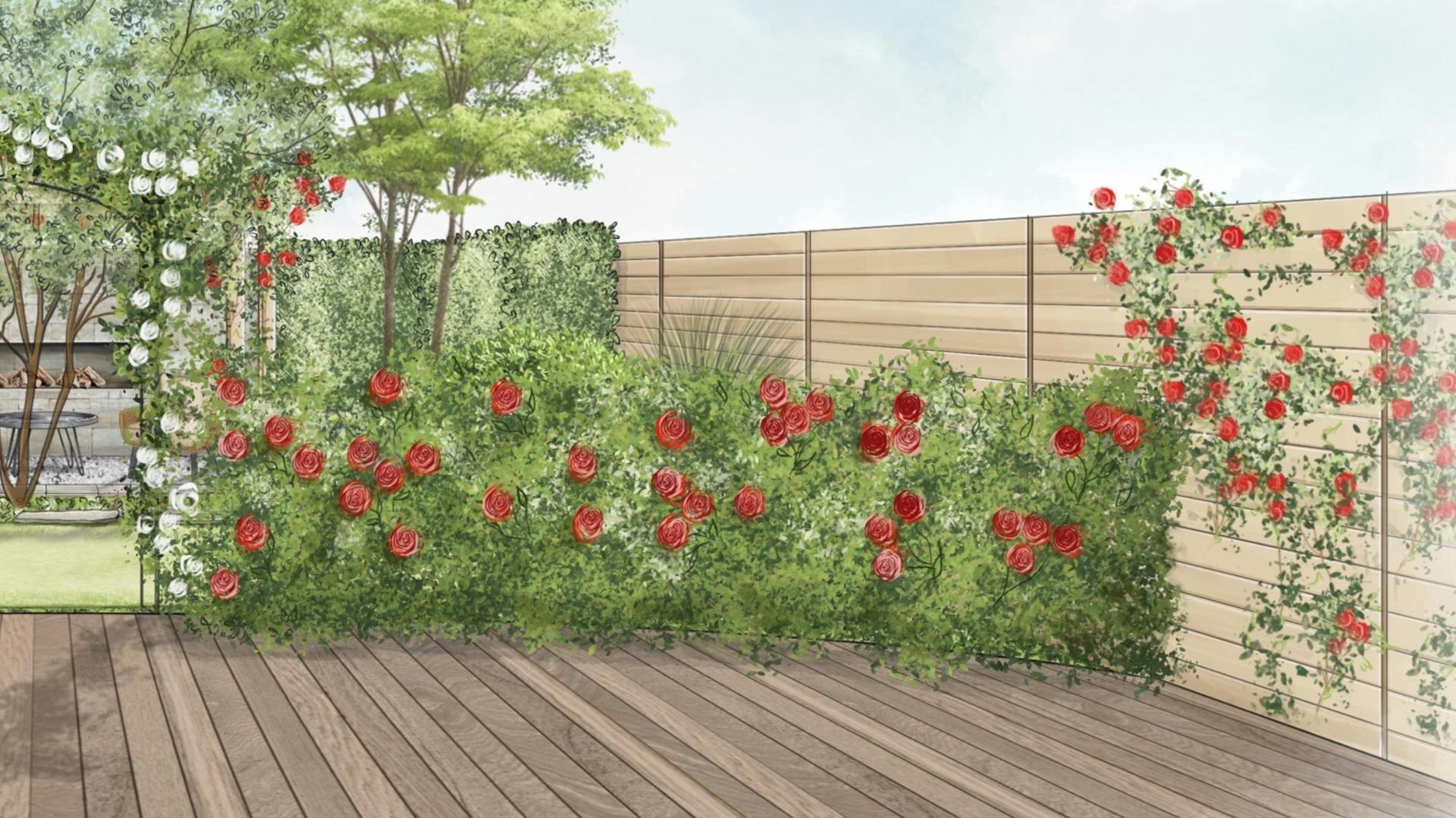 Skizze vom romantischen Garten mit einer Rosenhecke an der Holzterrasse