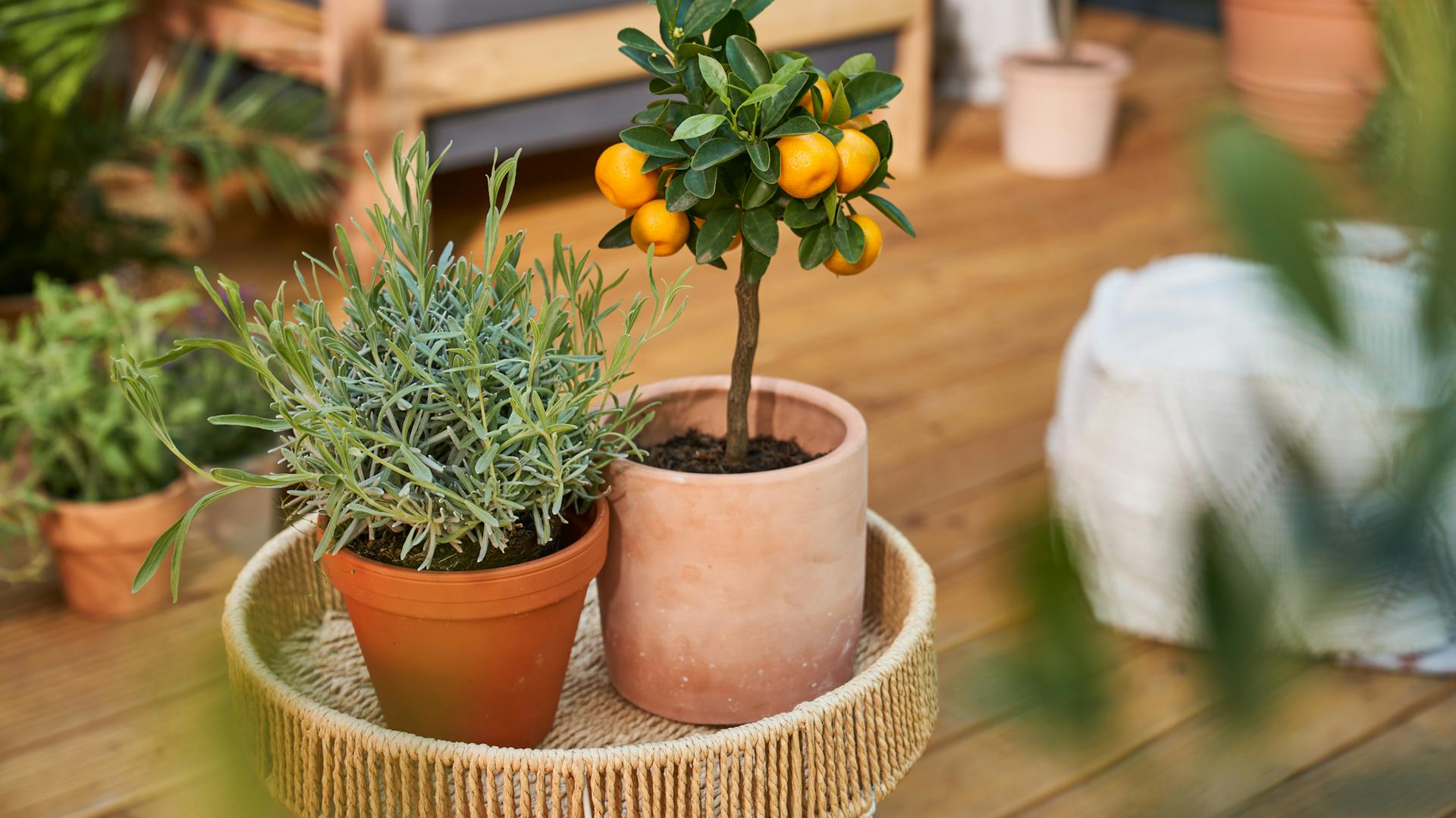 Levendula és kis narancsfa egy asztalon