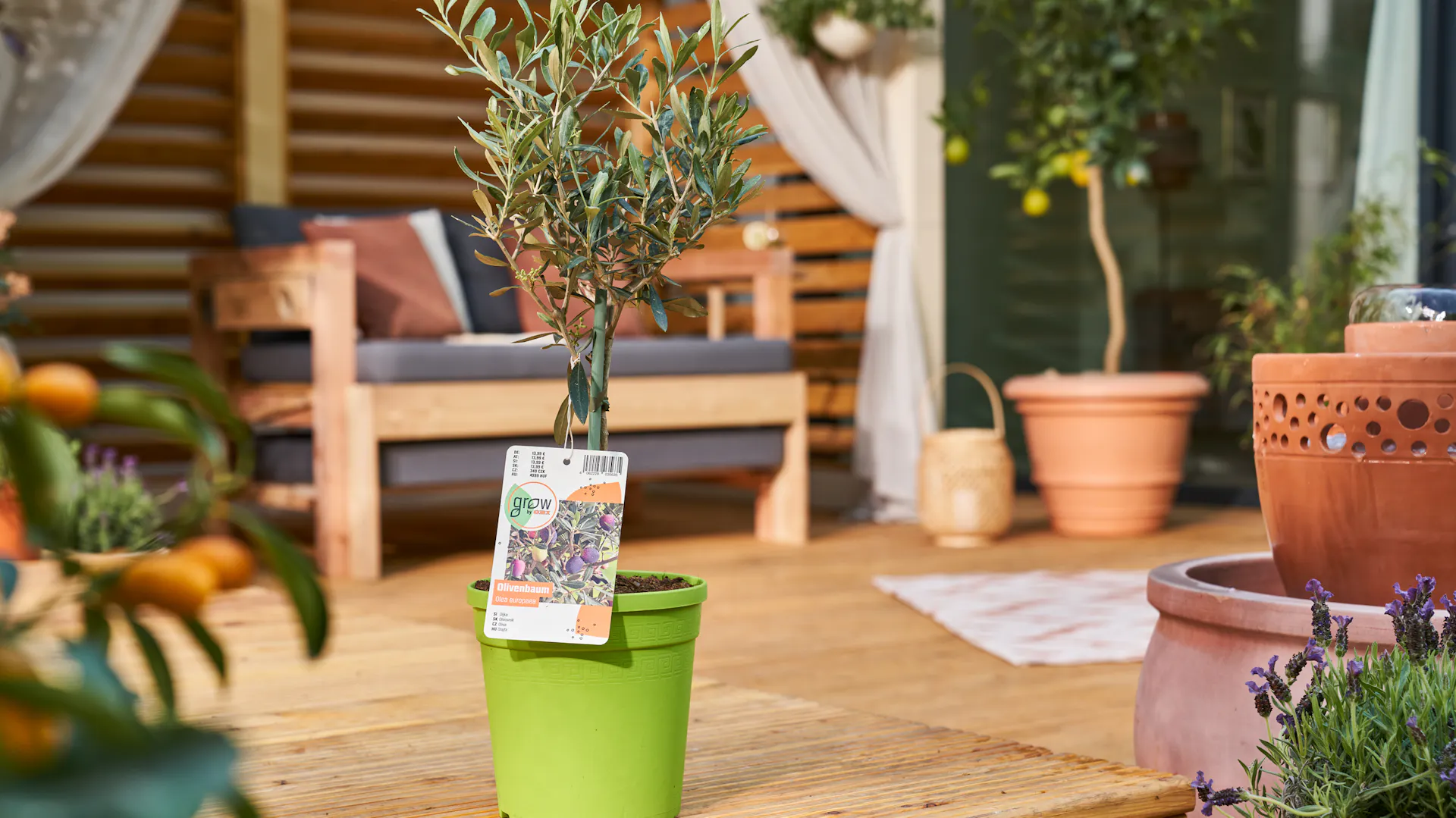Olivenbaum auf einer Terrasse