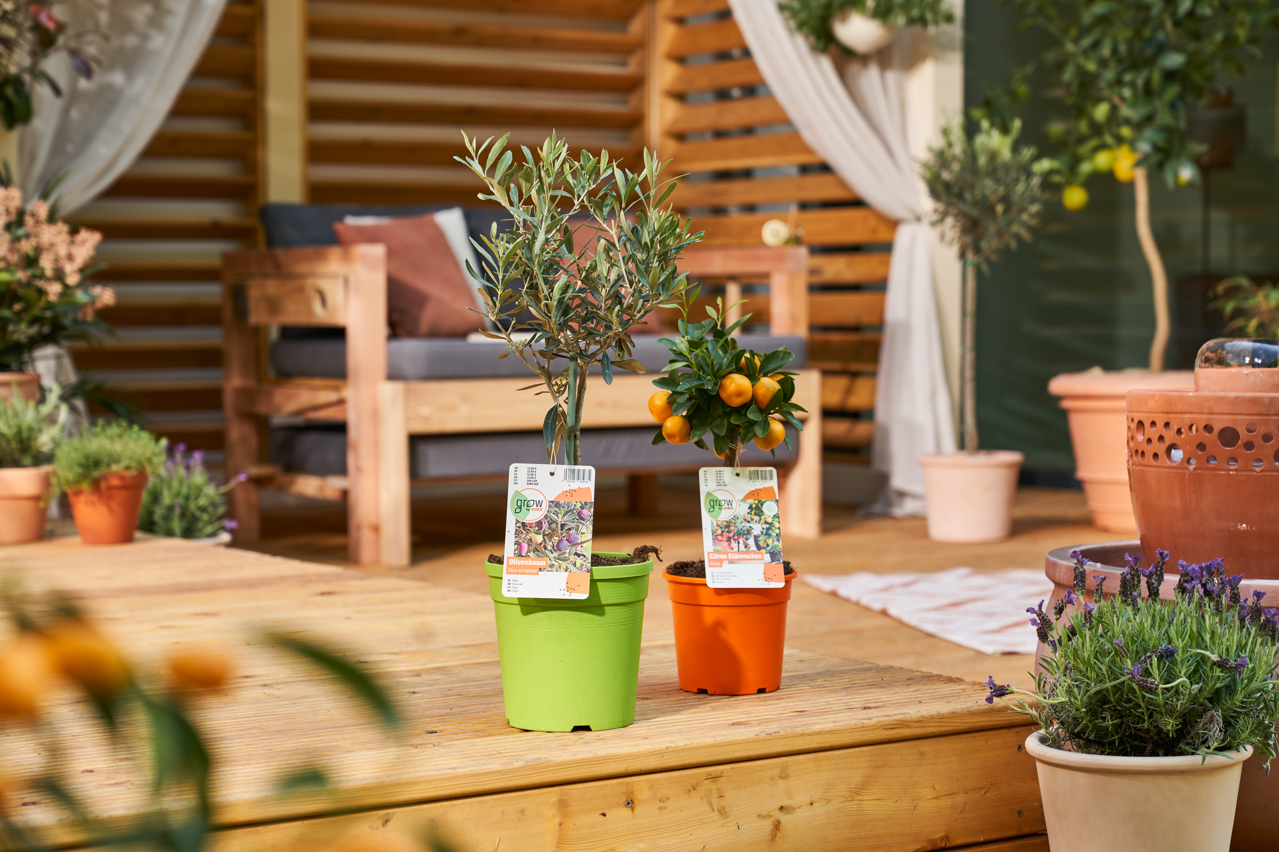 Olivenbaum und Orangenbaum auf einer Terrasse