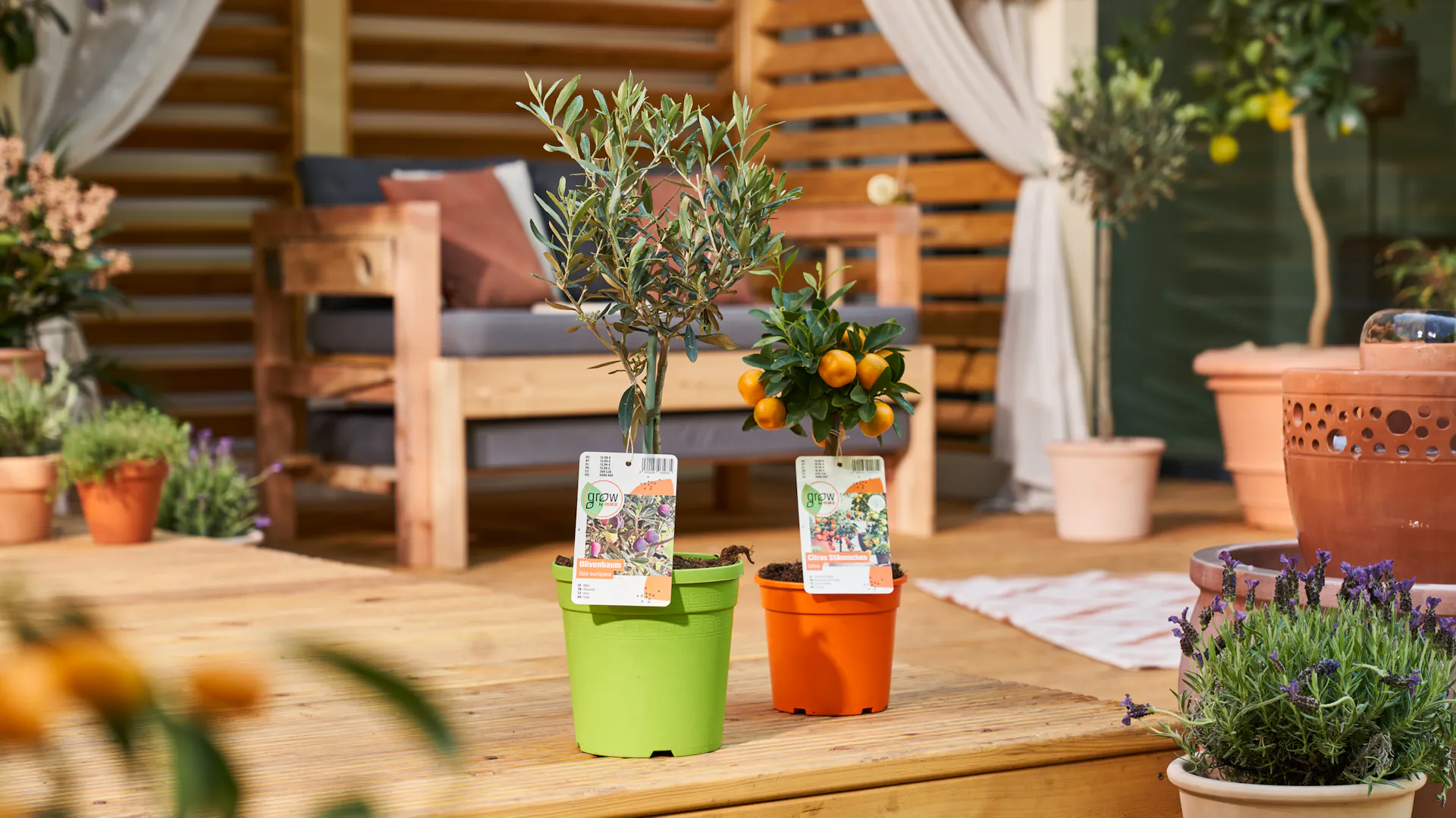 Olivenbaum und Orangenbaum auf einer Terrasse