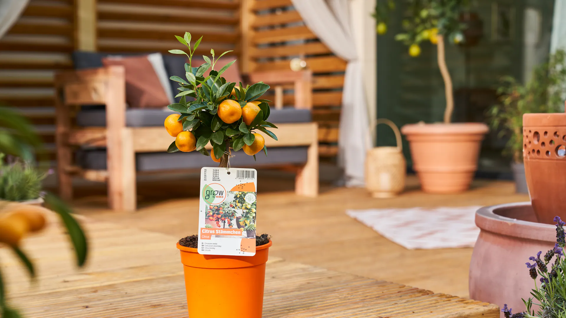 Orangenbaum auf einer Terrasse