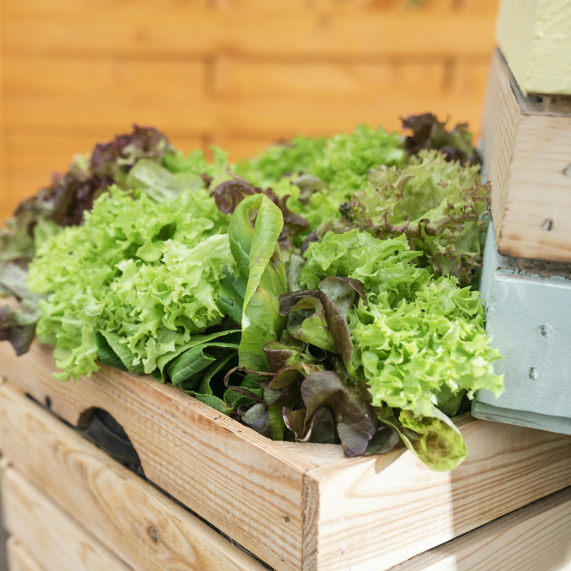 Aus einer Pflanzkiste schauen frische Salatpflanzen heraus.